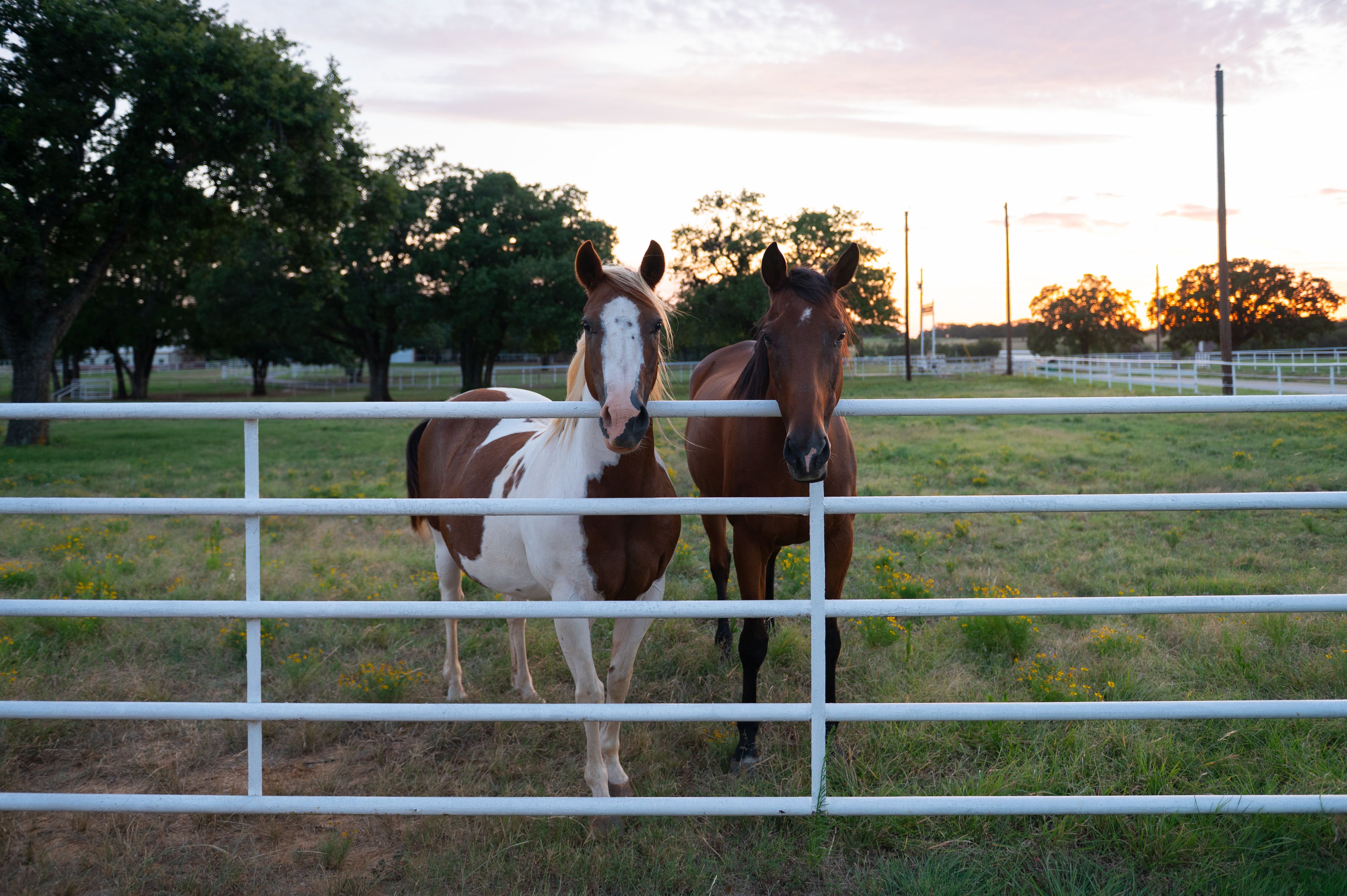 Exterior | Horses On-Site