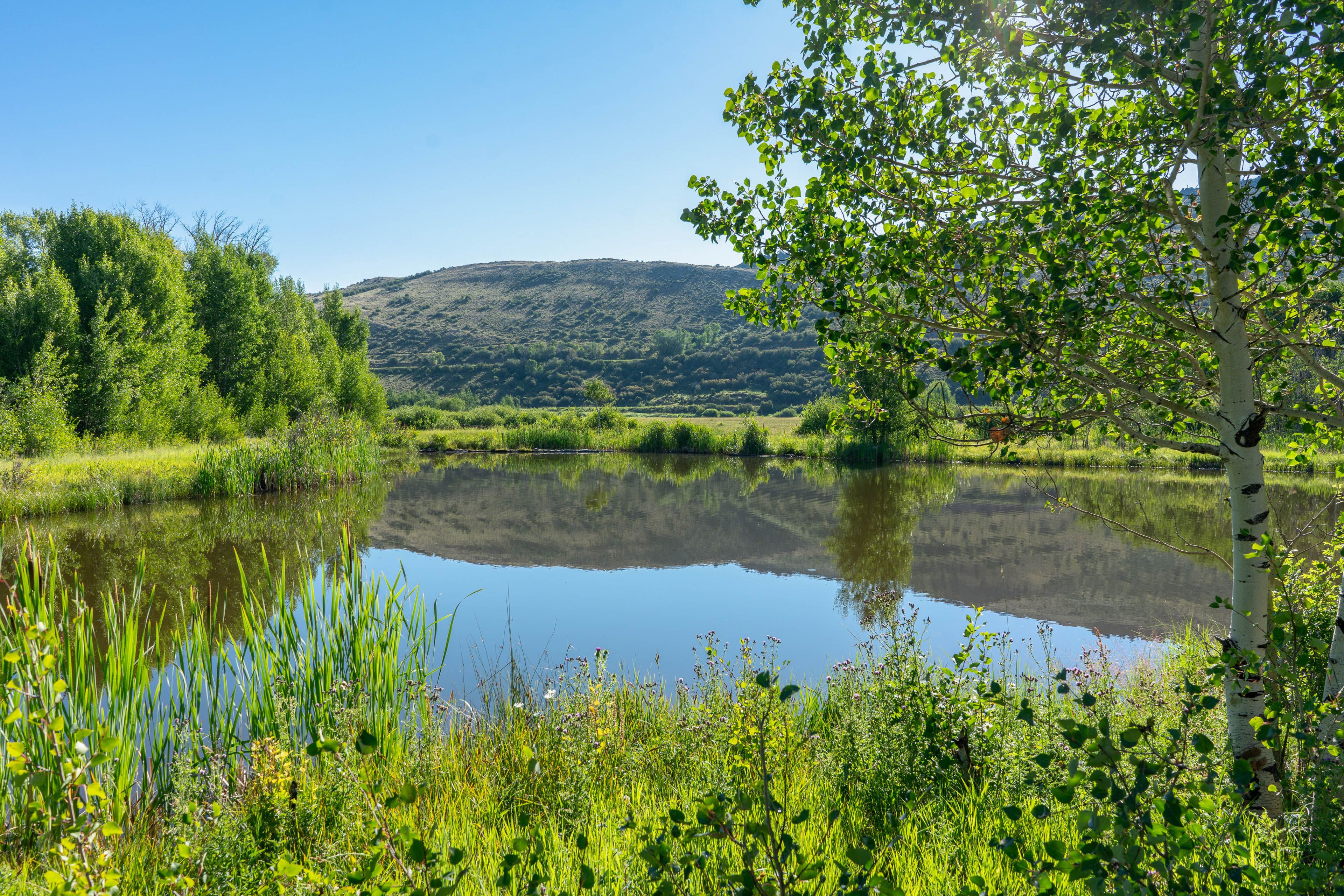 Pond On-Site