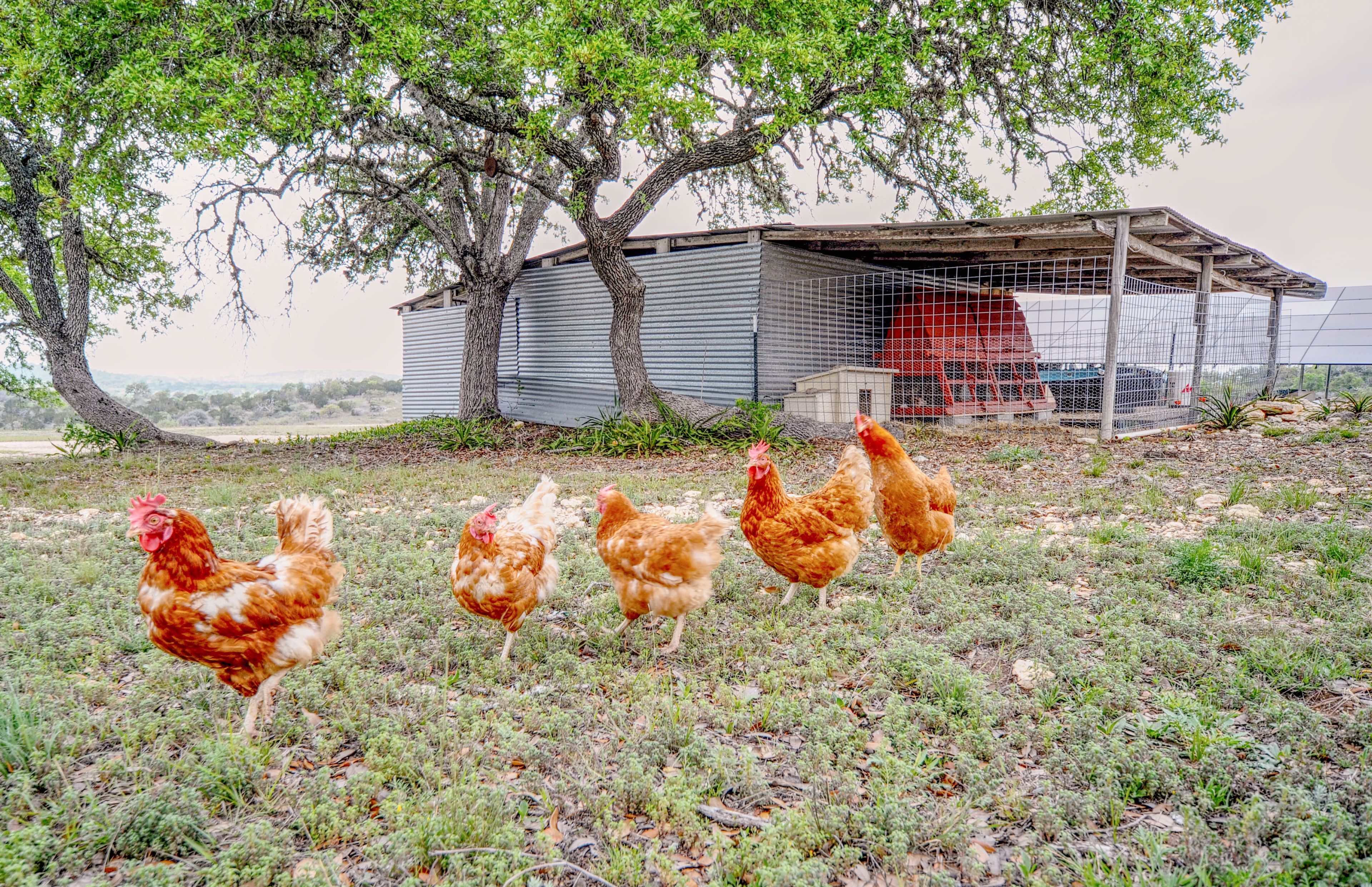Chickens On-Site | Complimentary Fresh Eggs (Upon Request)