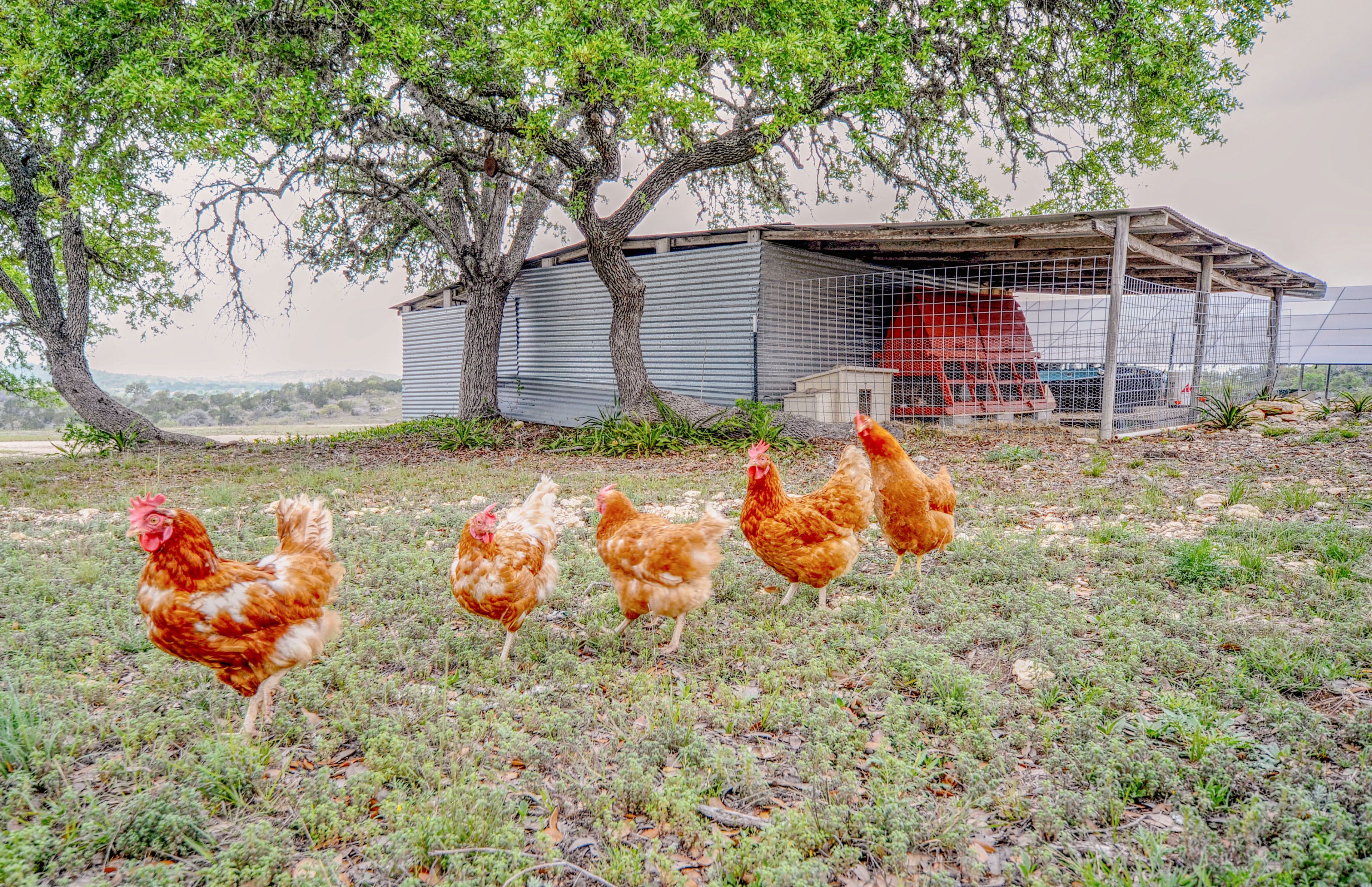 Chickens On-Site | Complimentary Fresh Eggs (Upon Request)