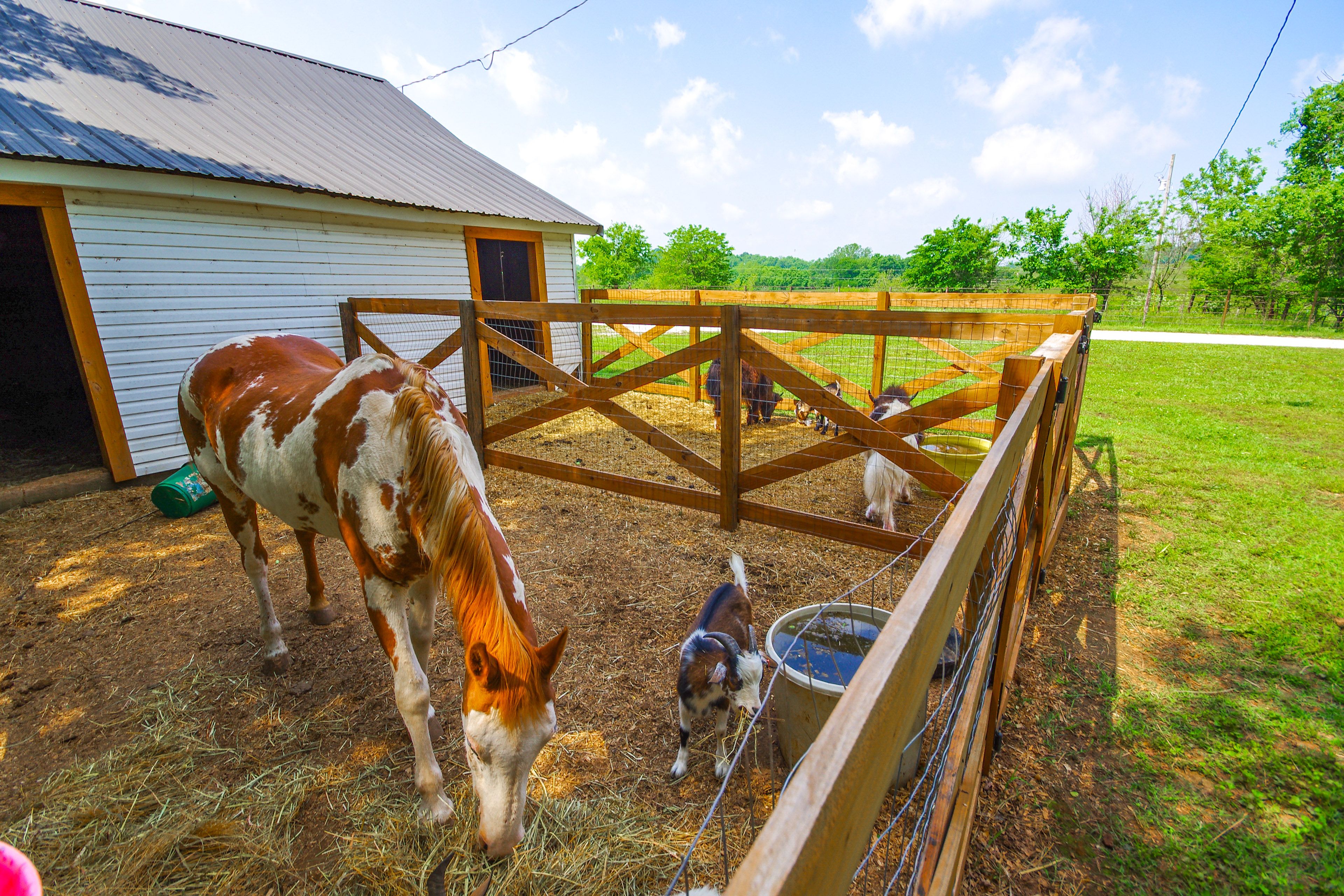 Farm Animals On-Site (Tours Available w/ Fee)