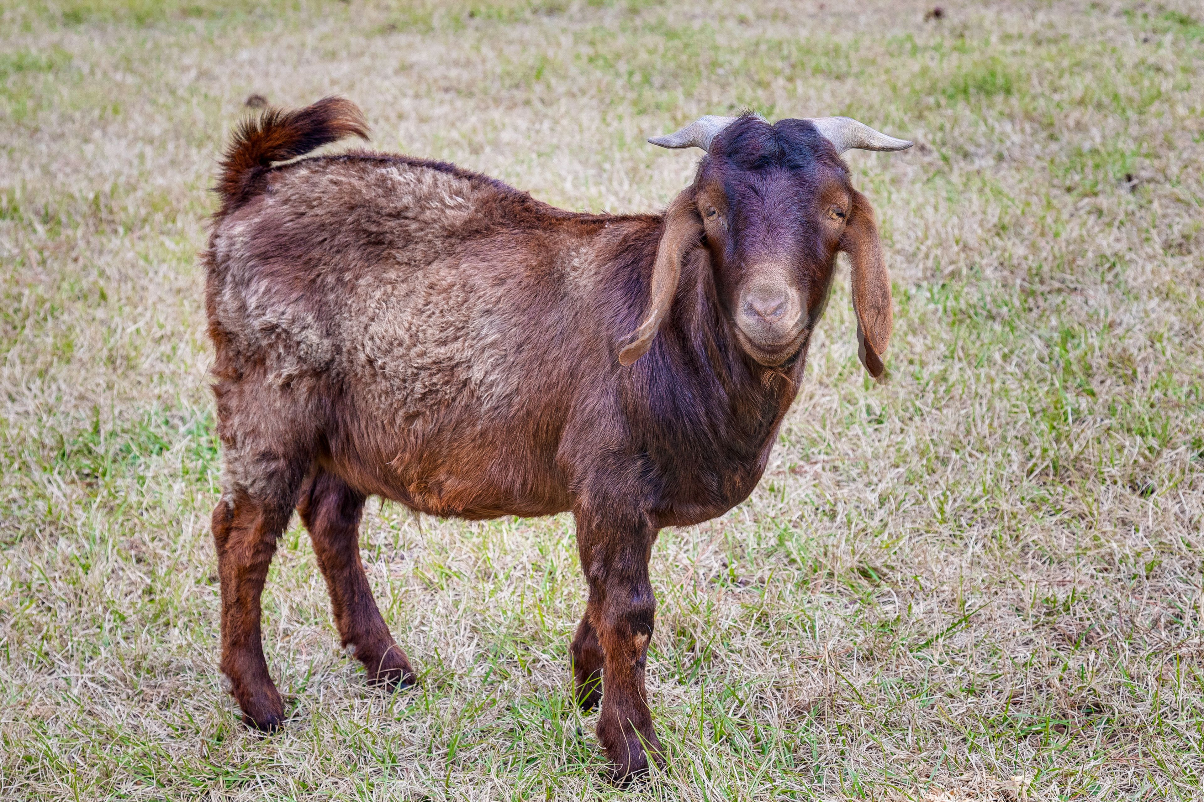 On-Site Animals