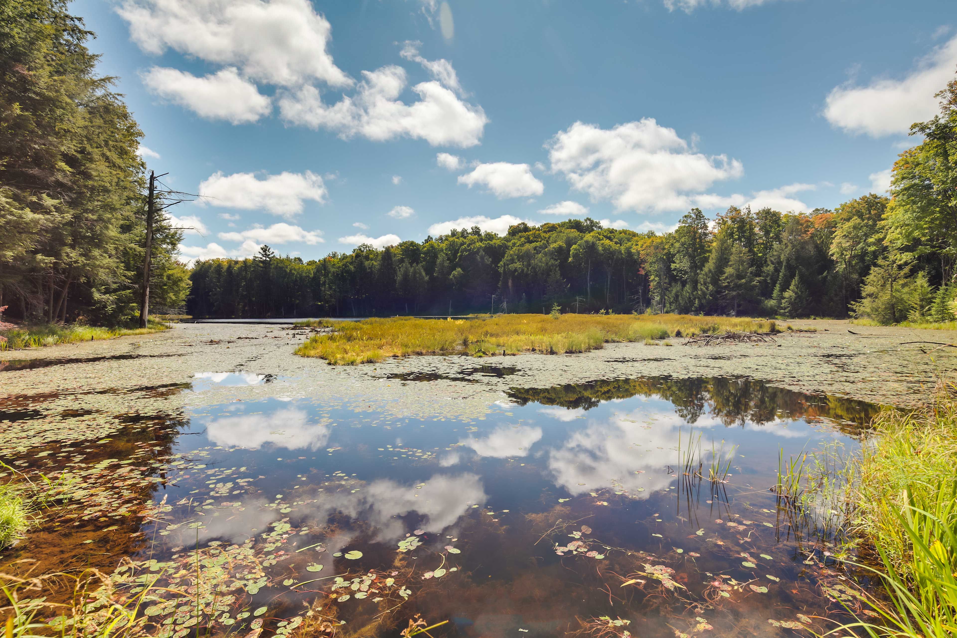Little Bass Lake On-Site