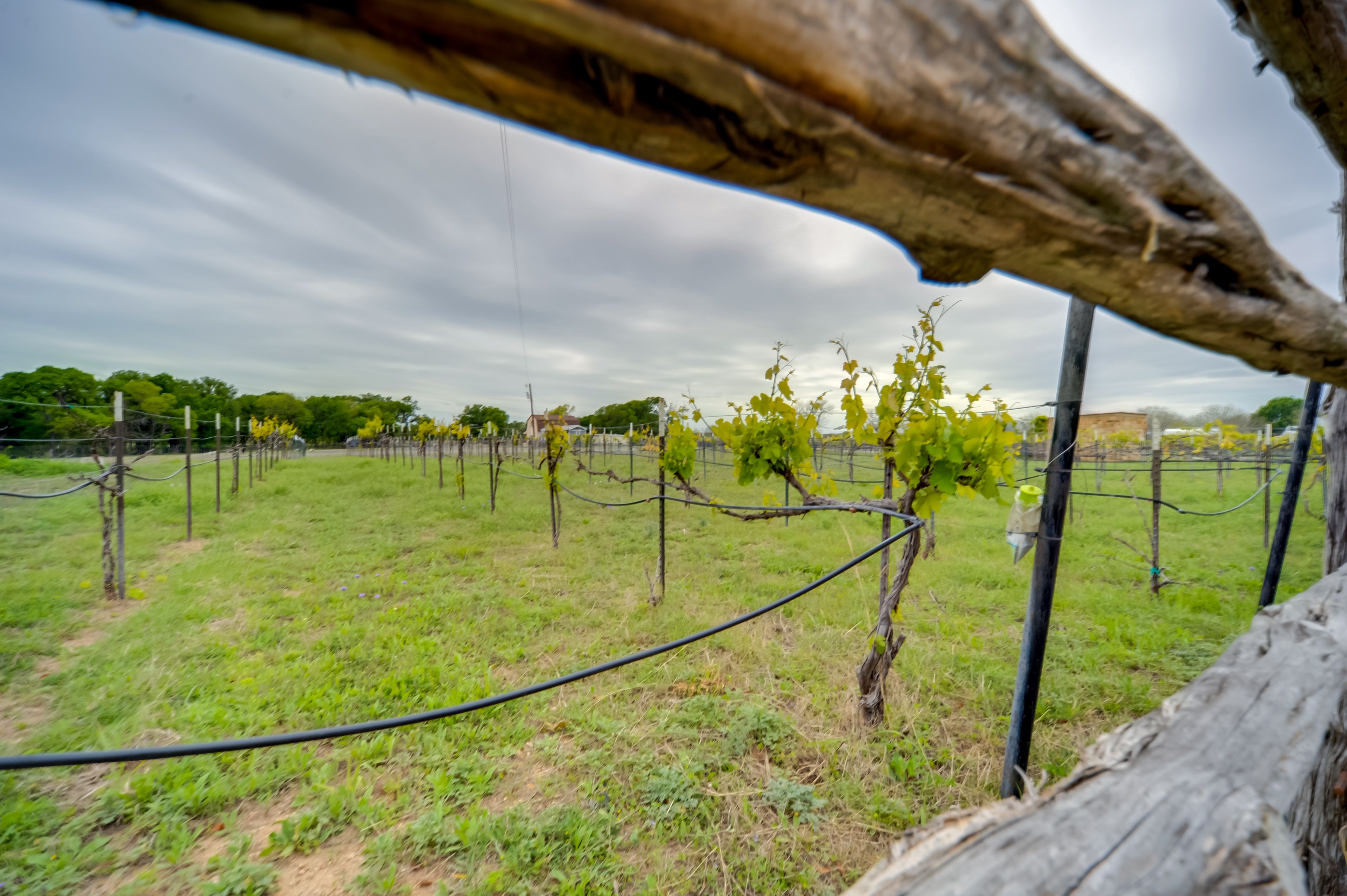 Mendelbaum Cellars Winery | Vineyard
