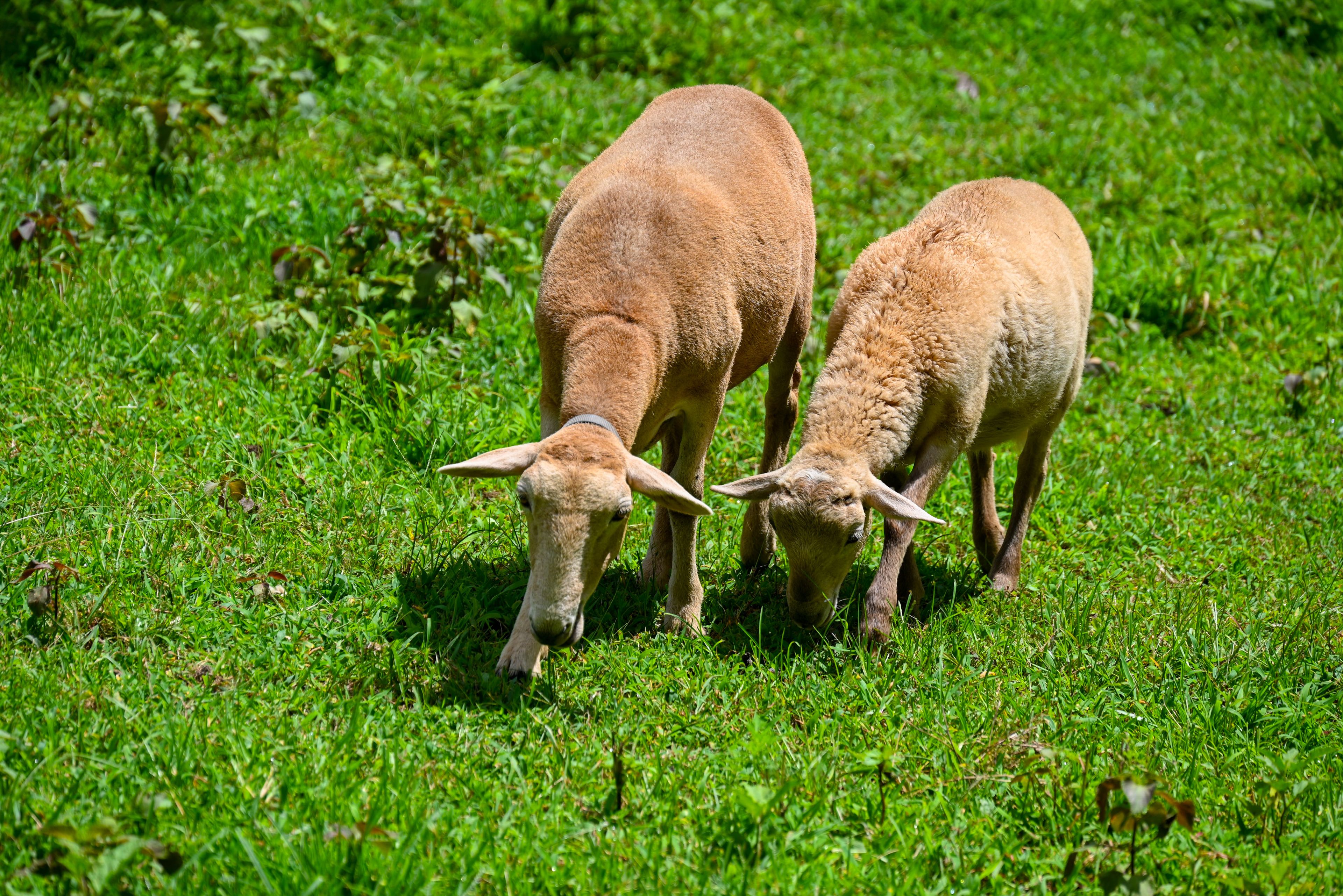 Petting Zoo | Working Farm