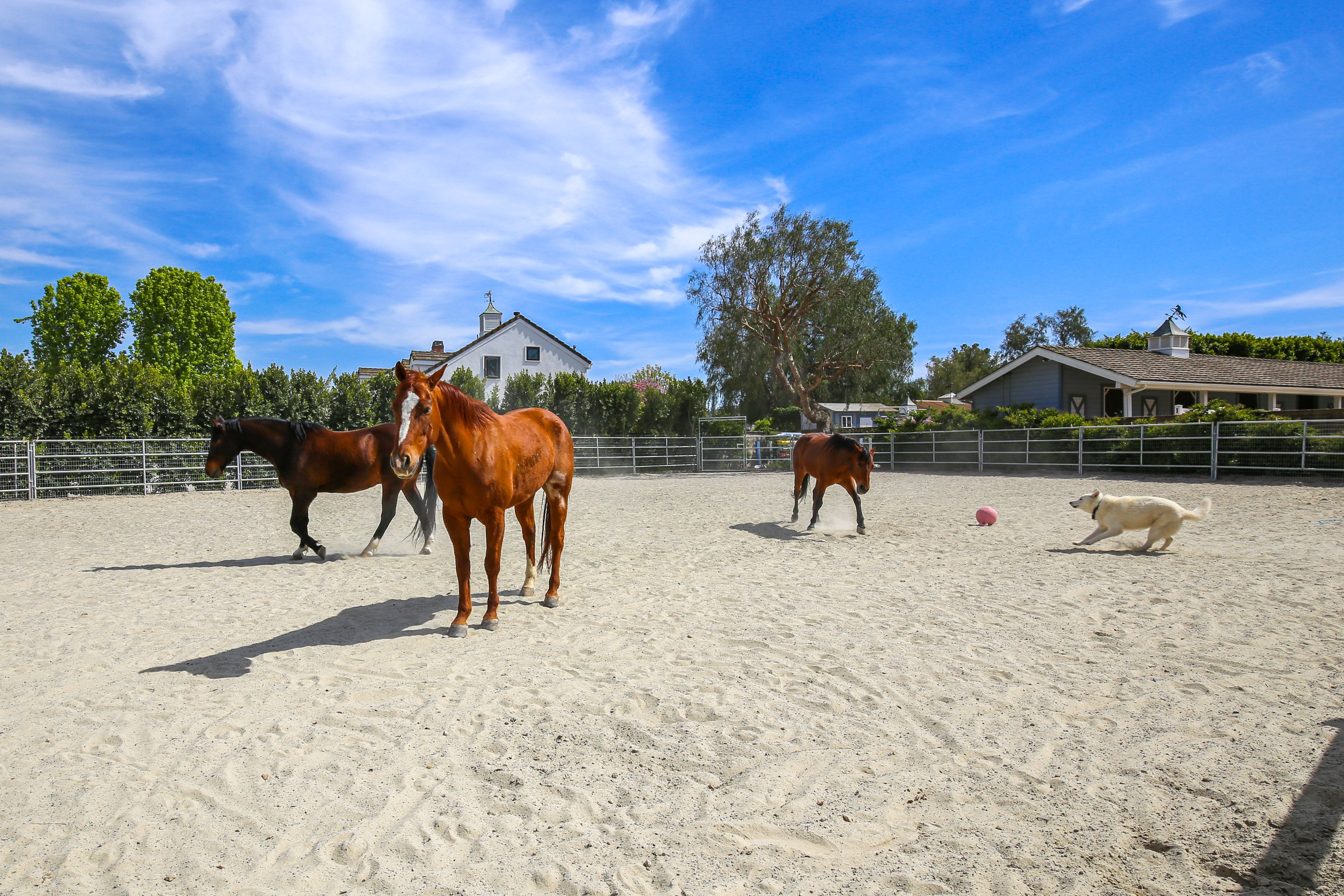 Horses