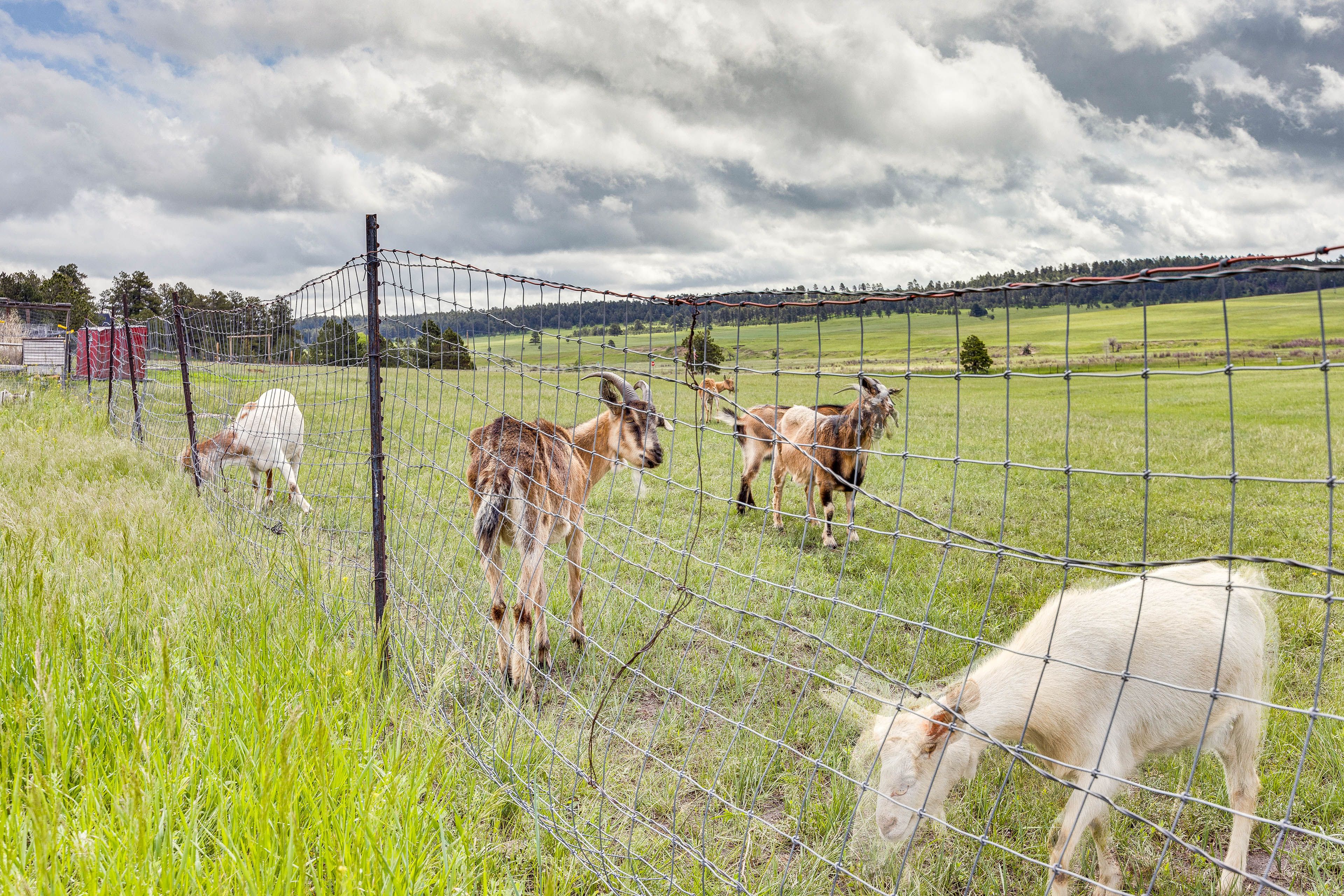 Farm Animals