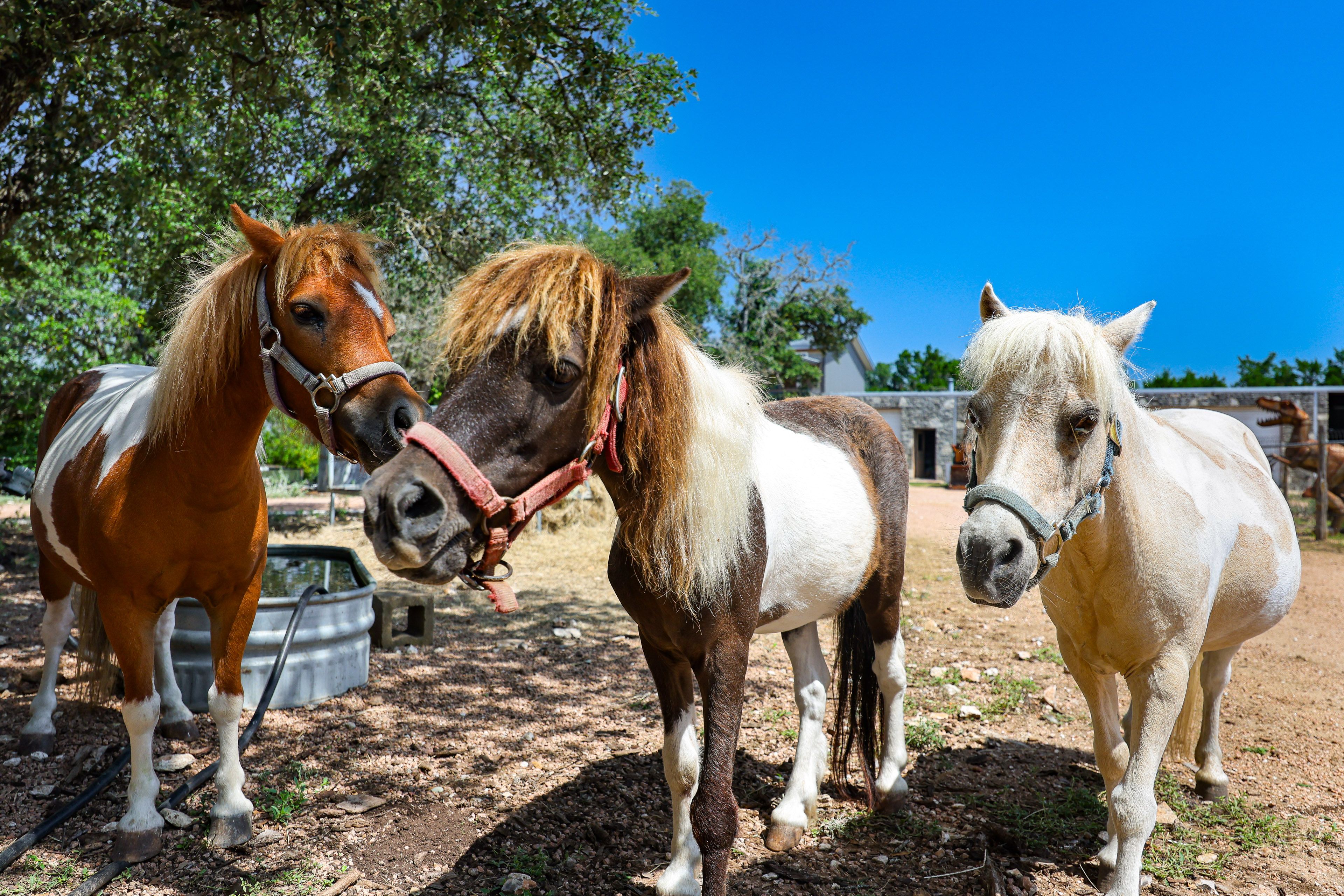 On-Site Ponies
