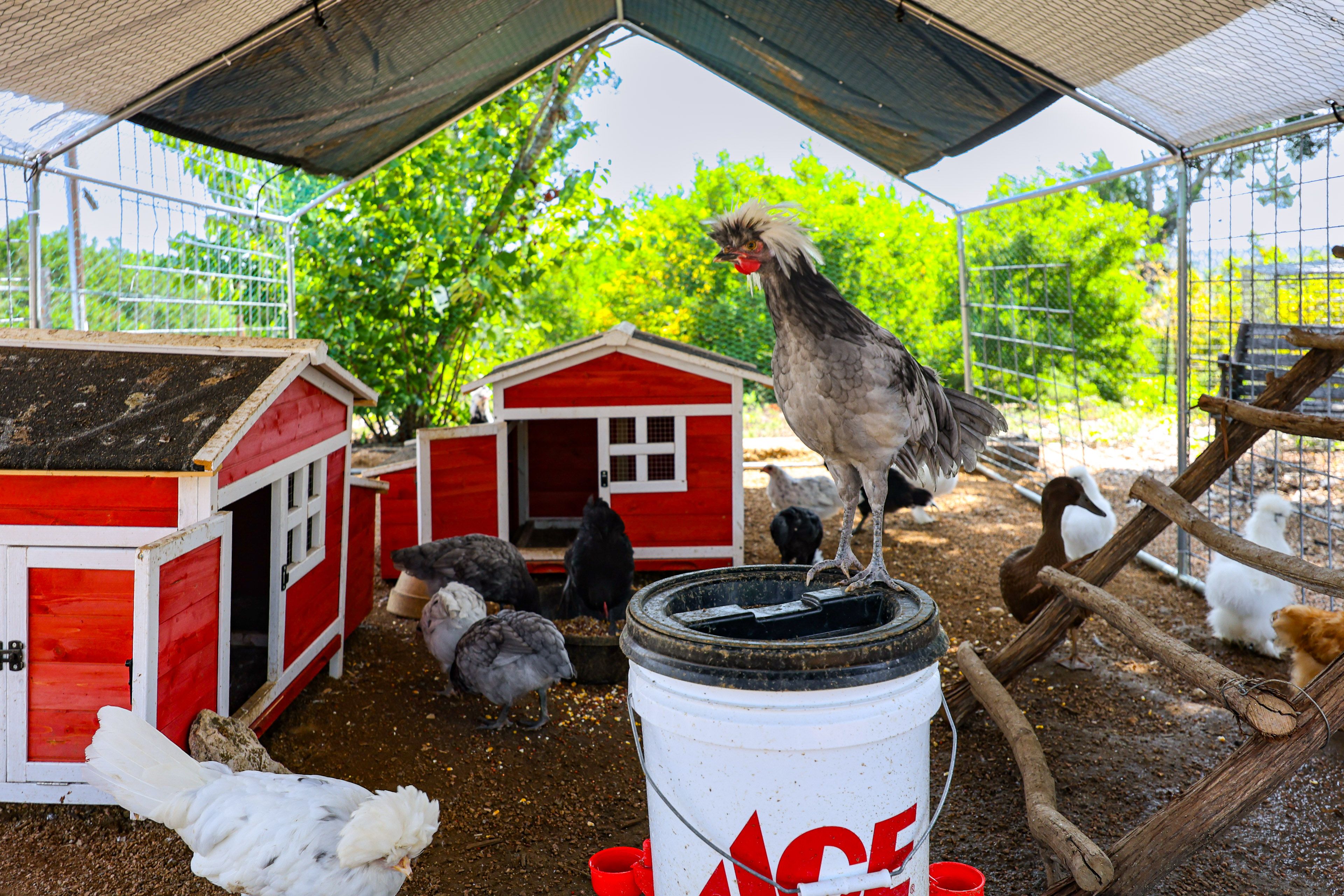 On-Site Chickens