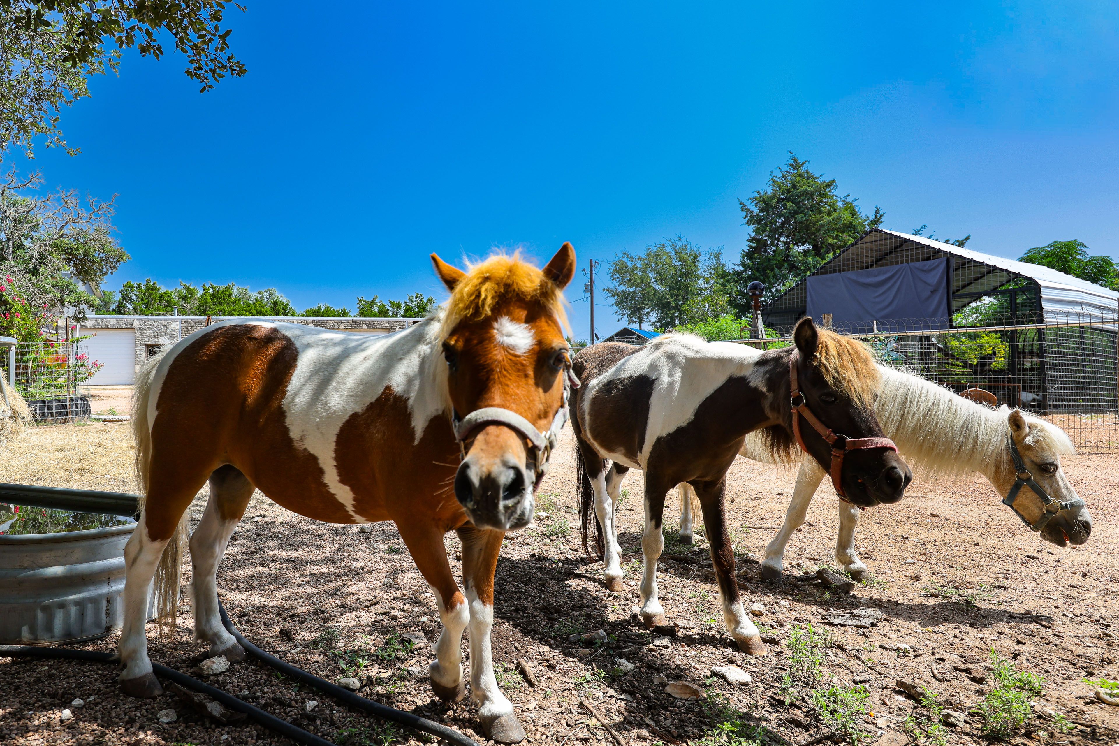 On-Site Animals