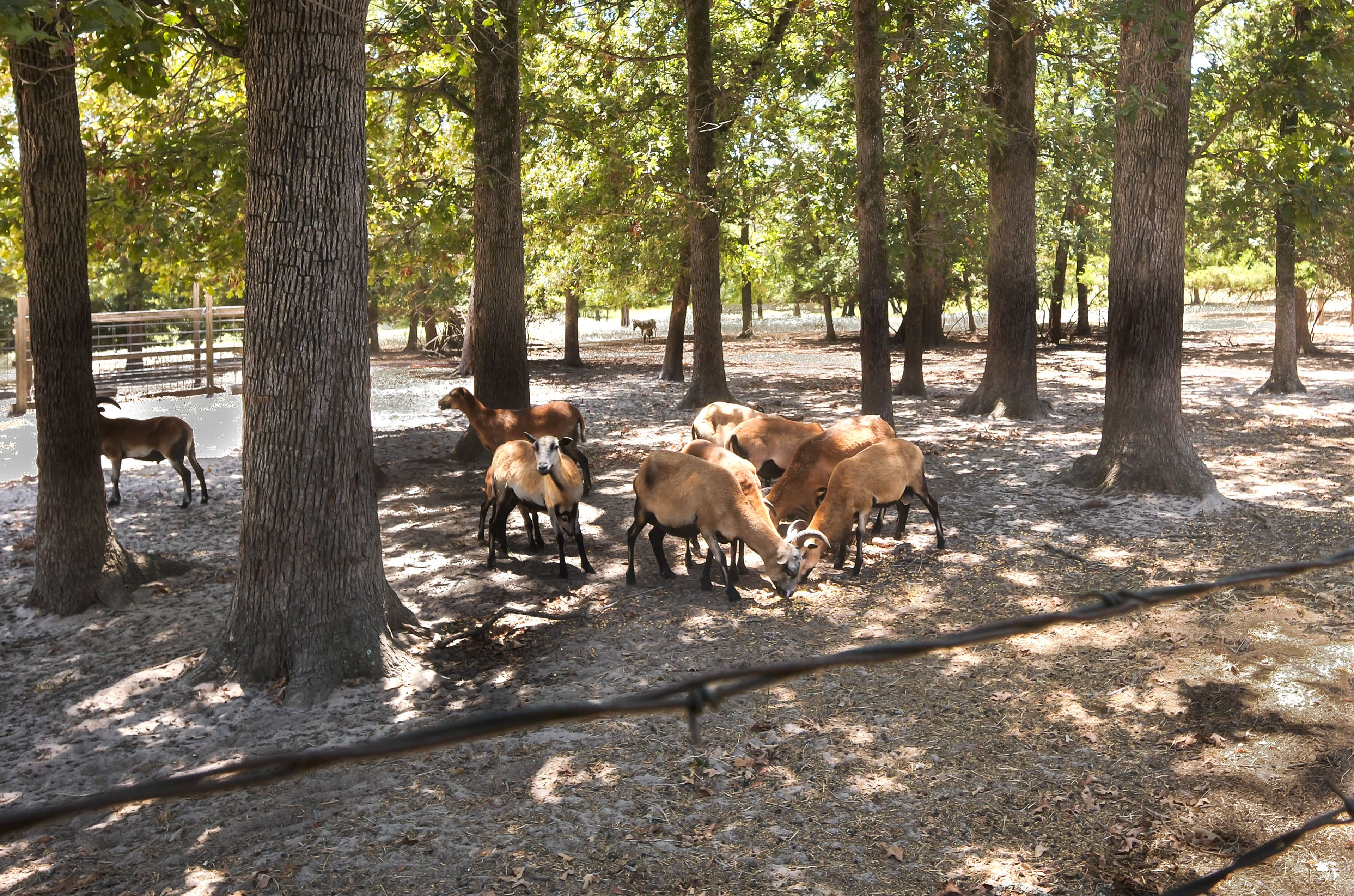 Working Sheep Ranch On-Site (Separate From Property)