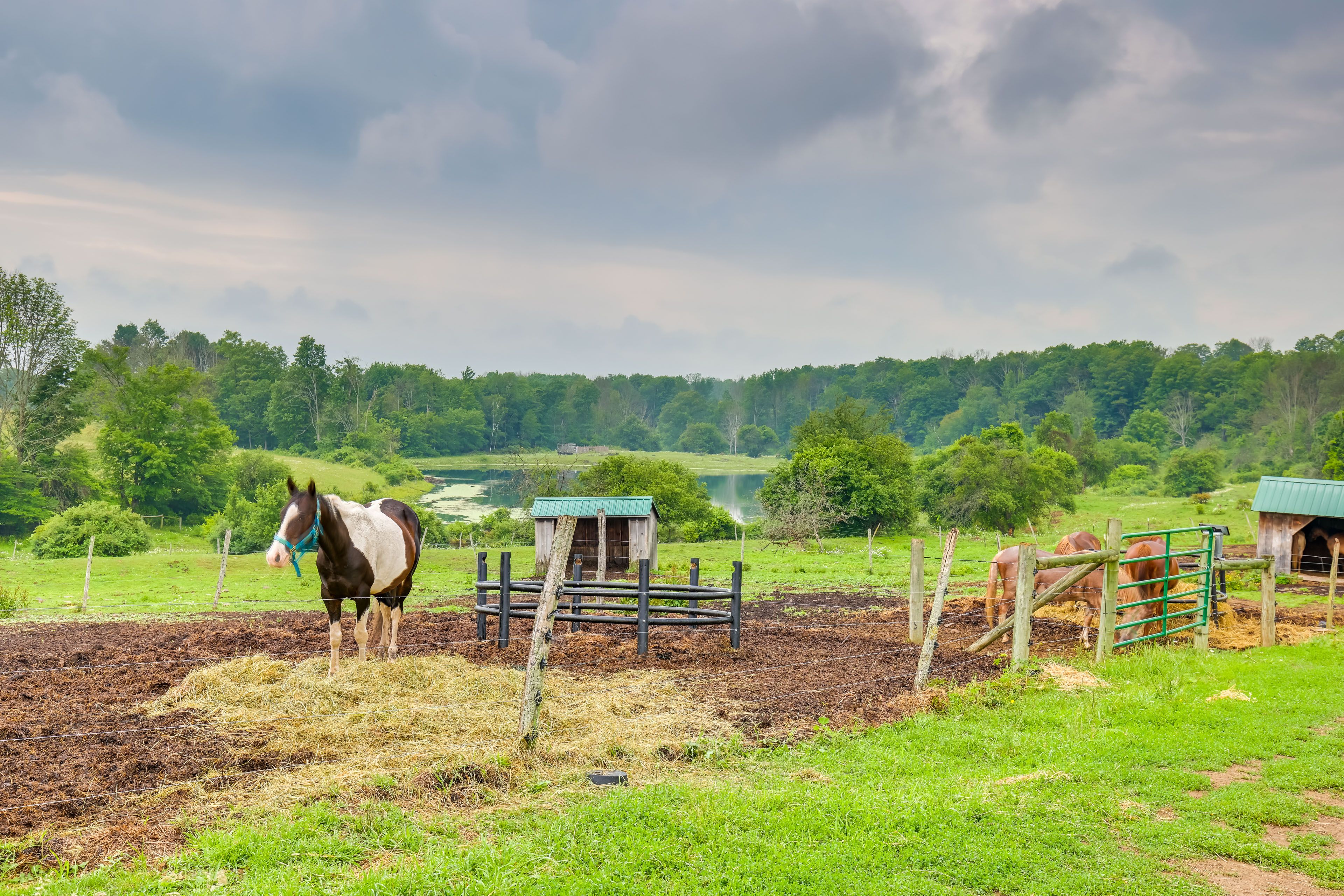 Horse Riding On-Site