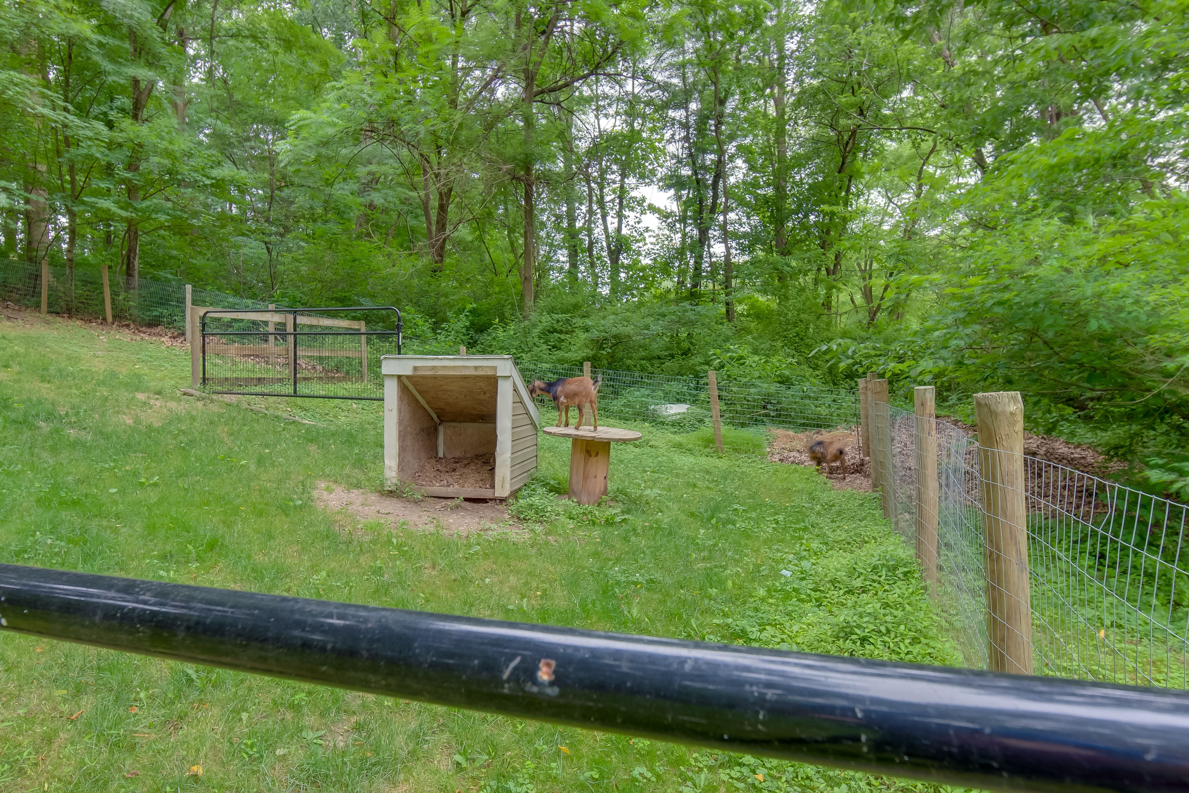 On-Site Farm Animals