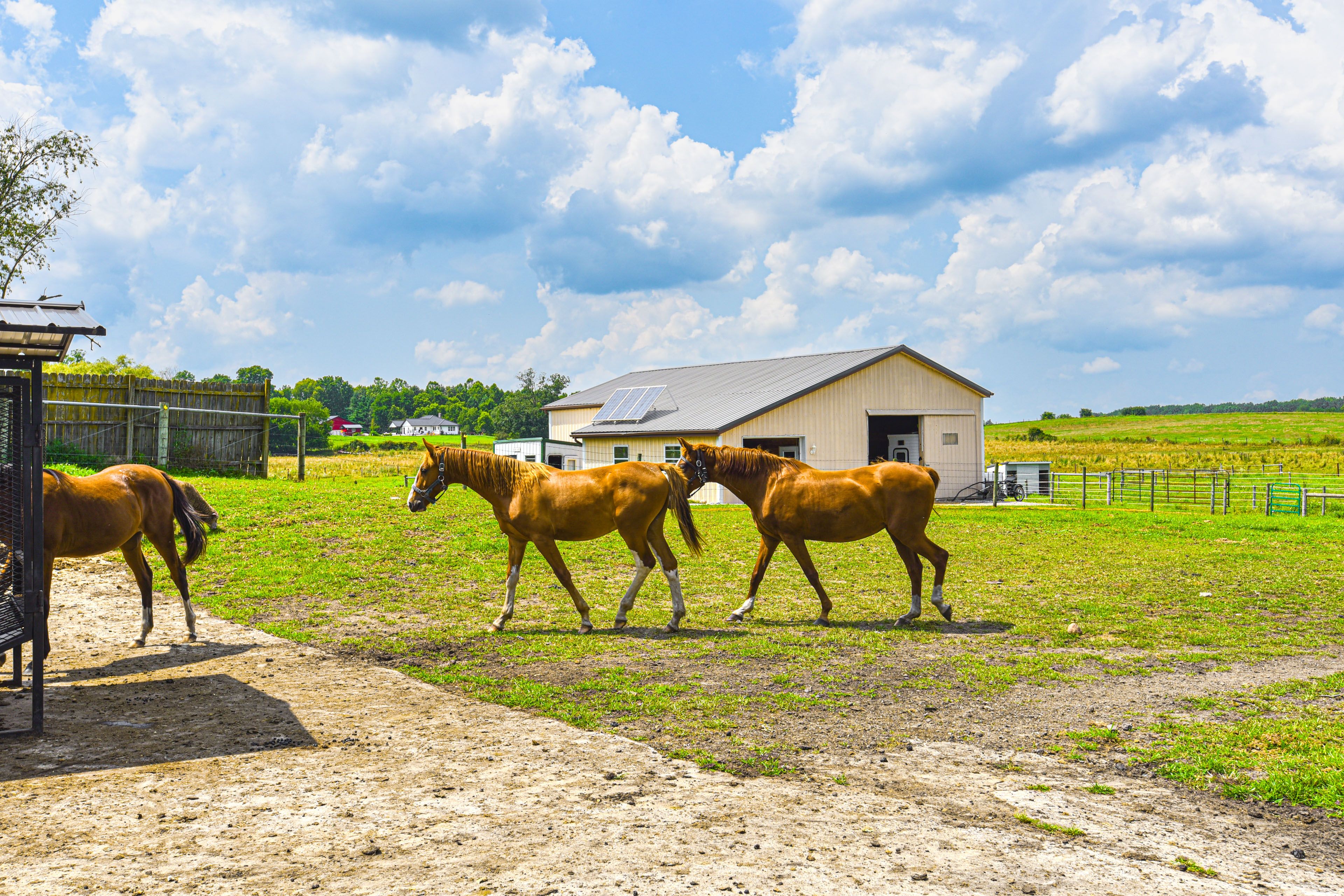 Animals On-Site