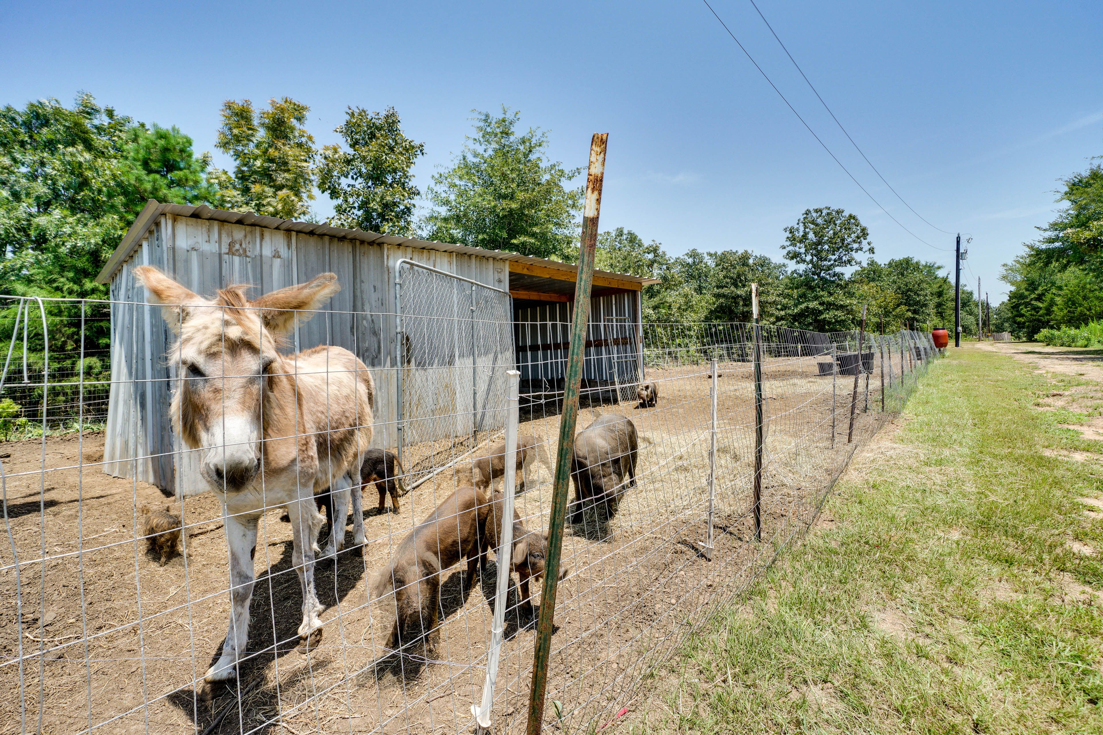 Farm Animals On-Site