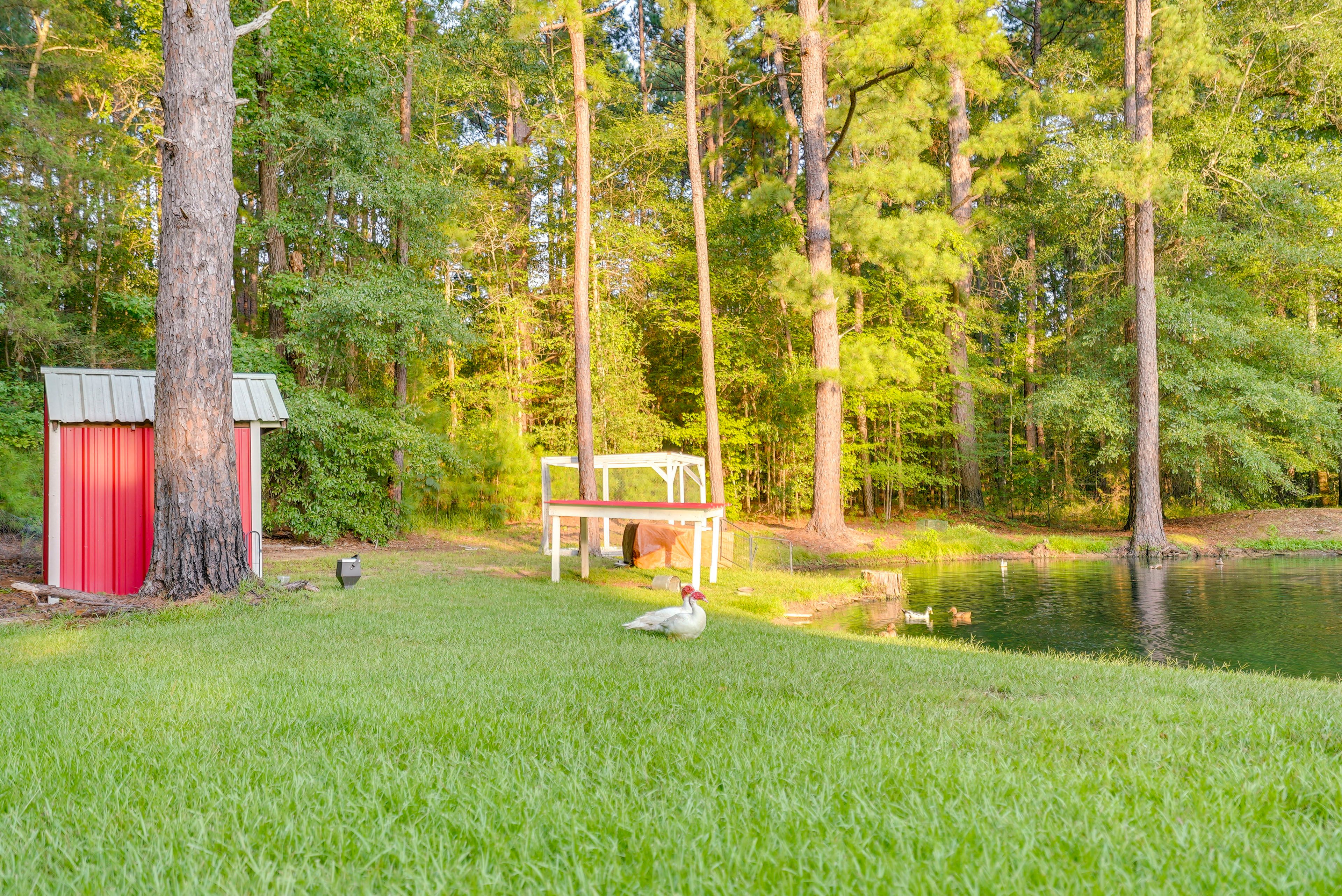 Duck Pond