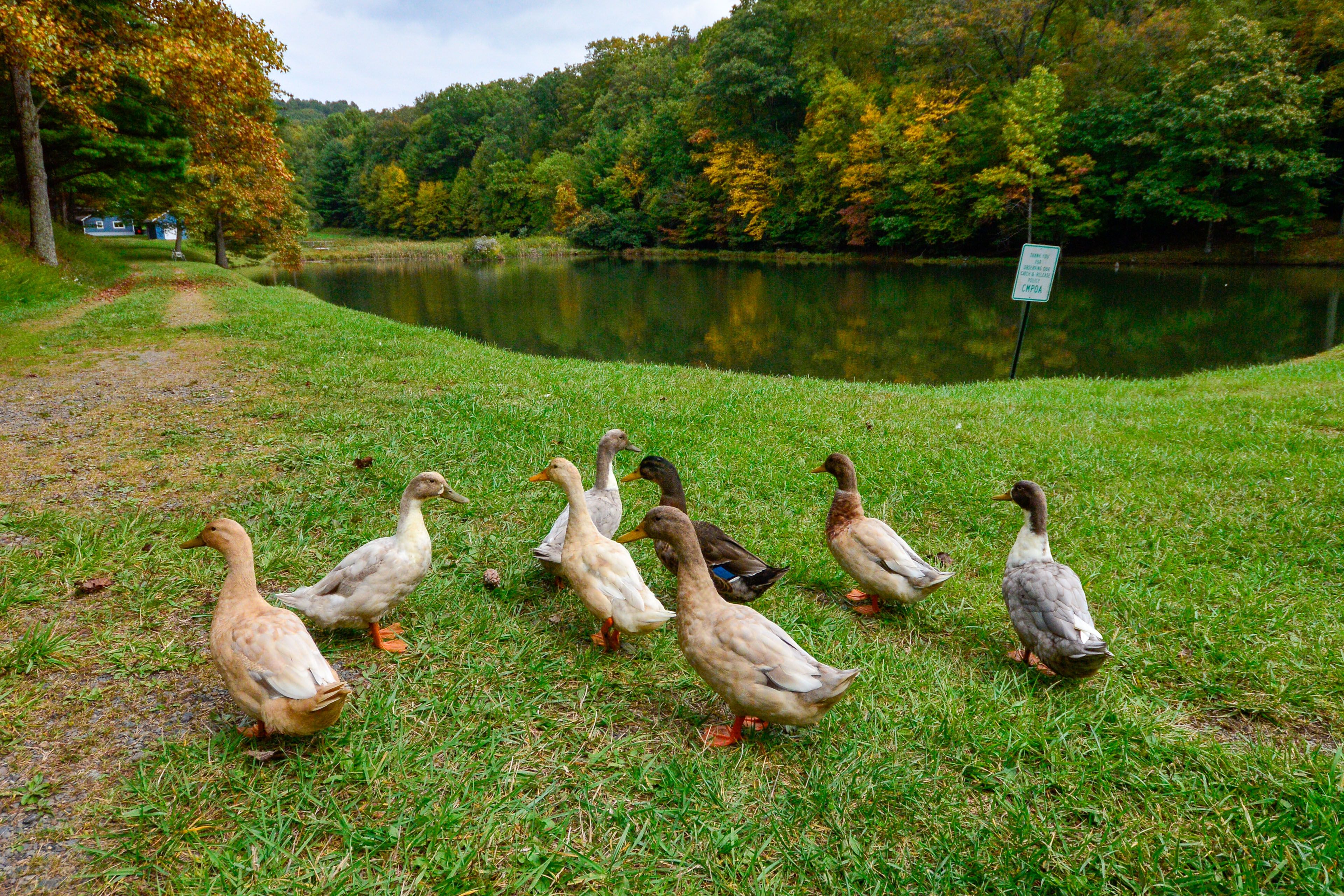 Community Duck Pond | Access to Community Amenities