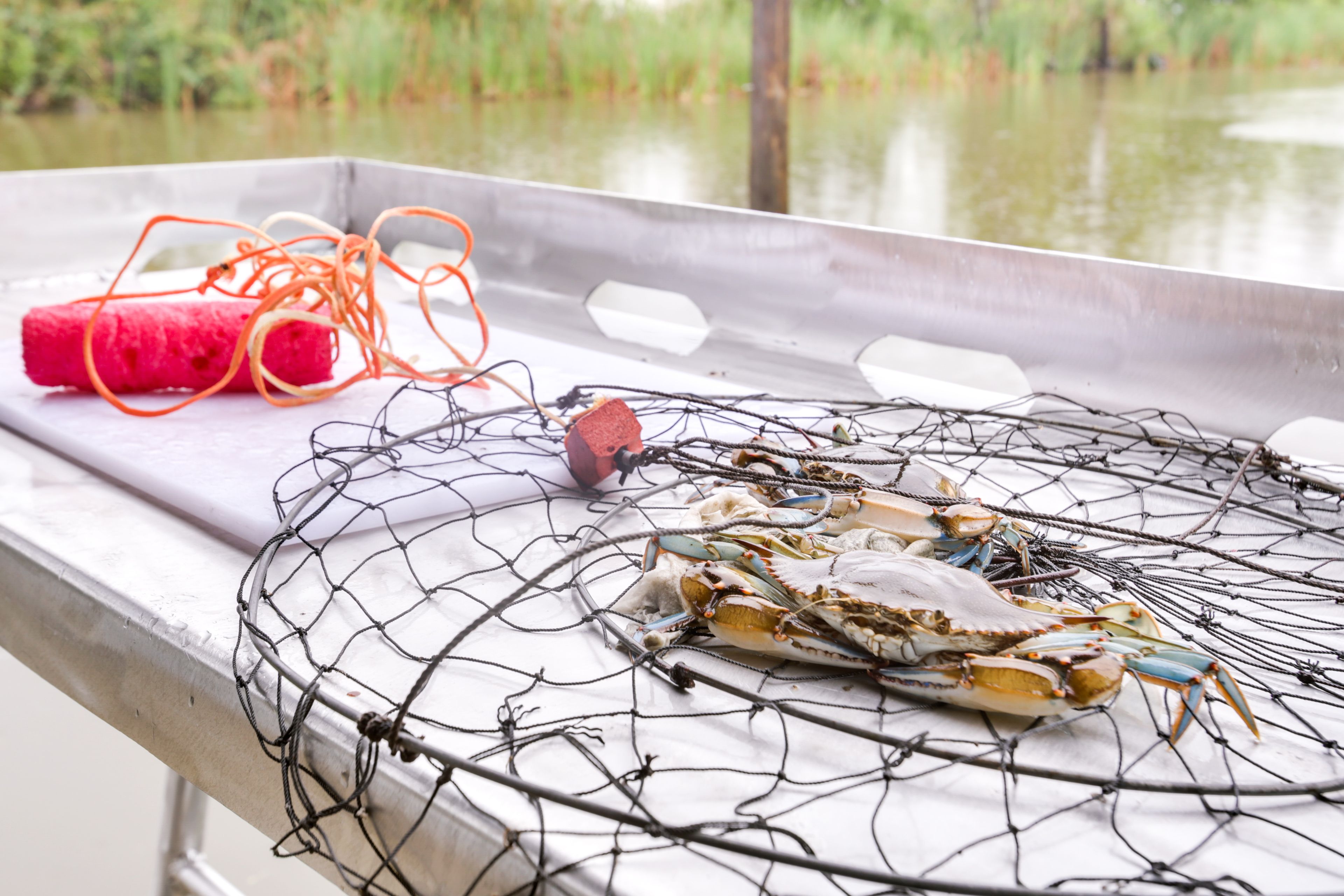 Crab Nets Provided