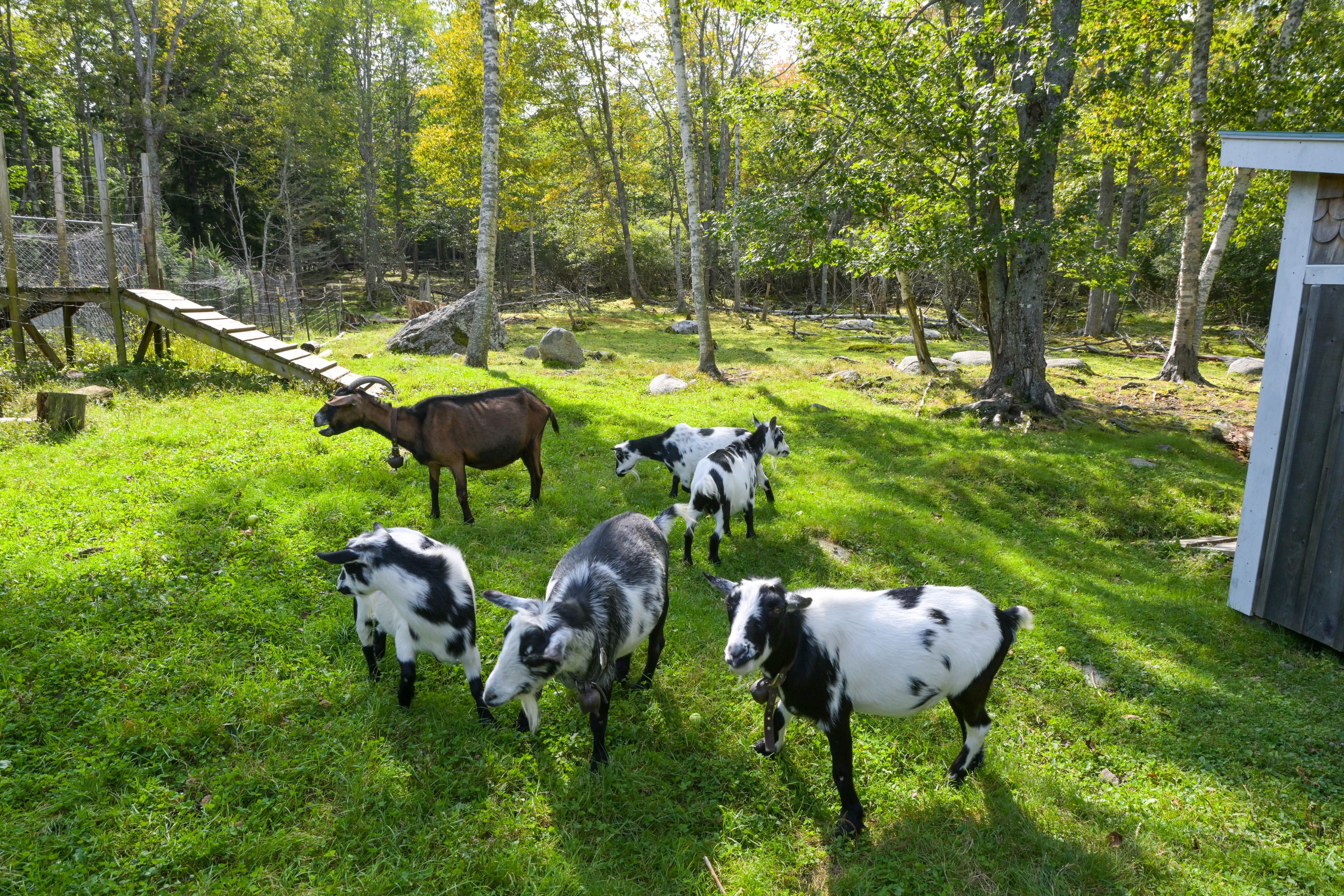 Saltwater Farm On-Site | Goats & Hens