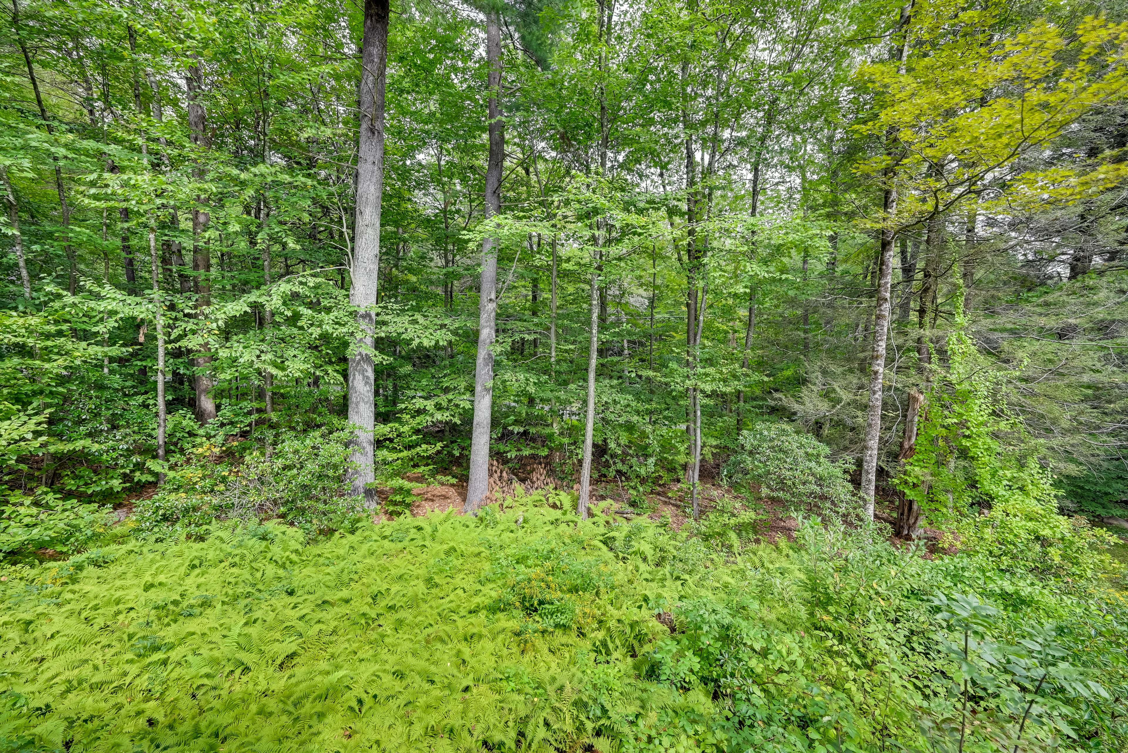 Image 36