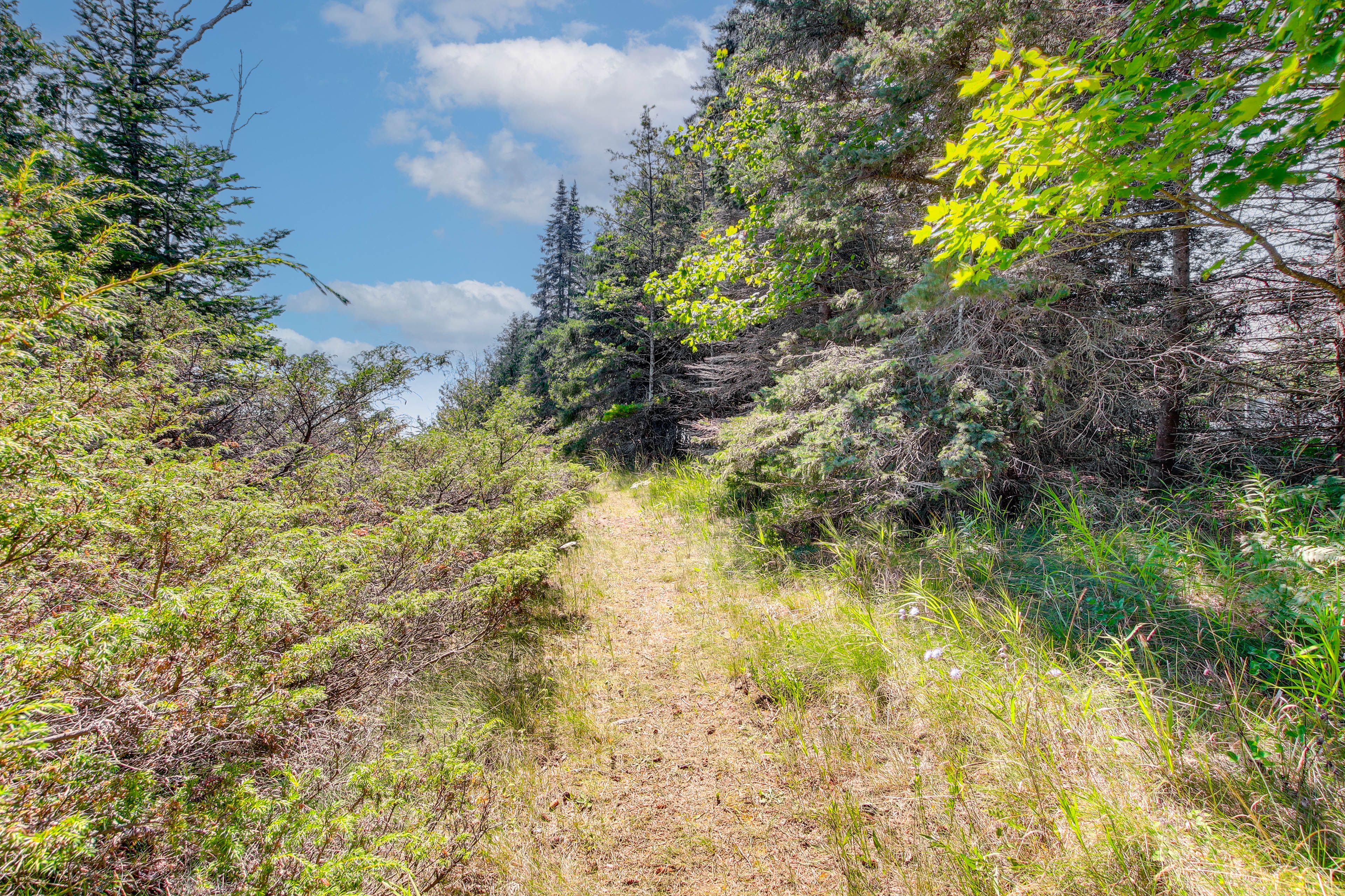 Beach Access Path