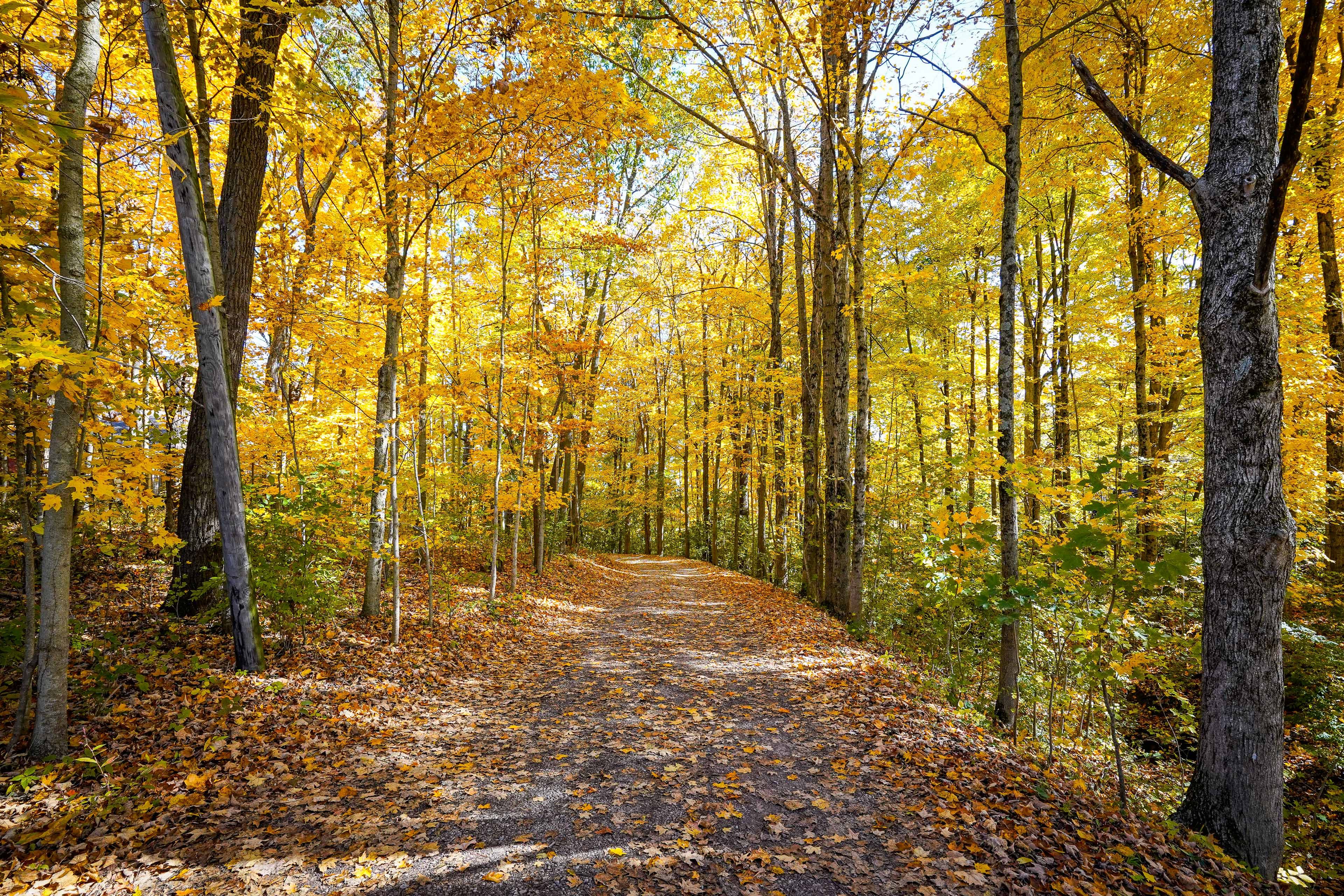 Peaceful Wooded Surroundings