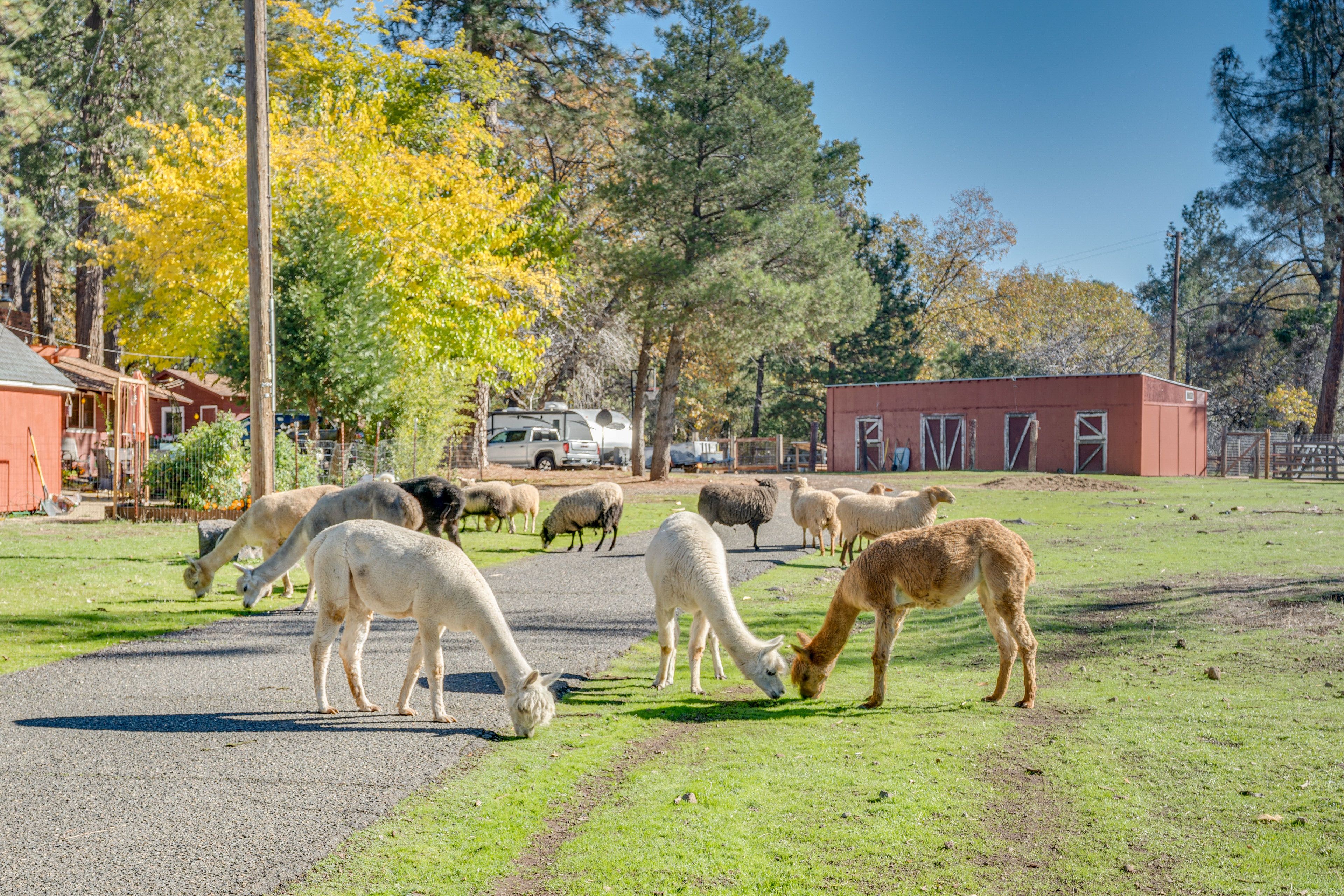 Shared Yard | Livestock
