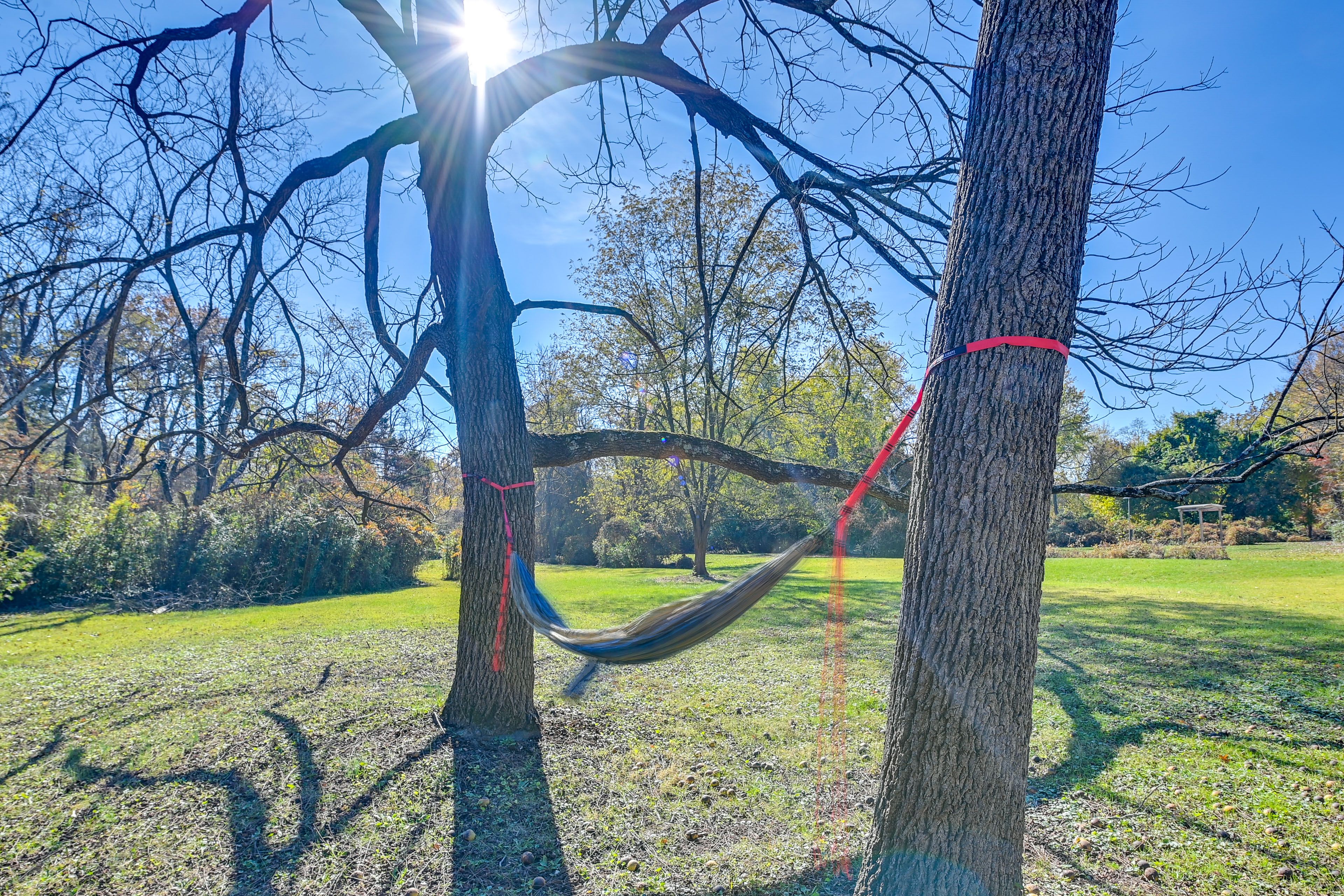Wooded Backyard | Hammock