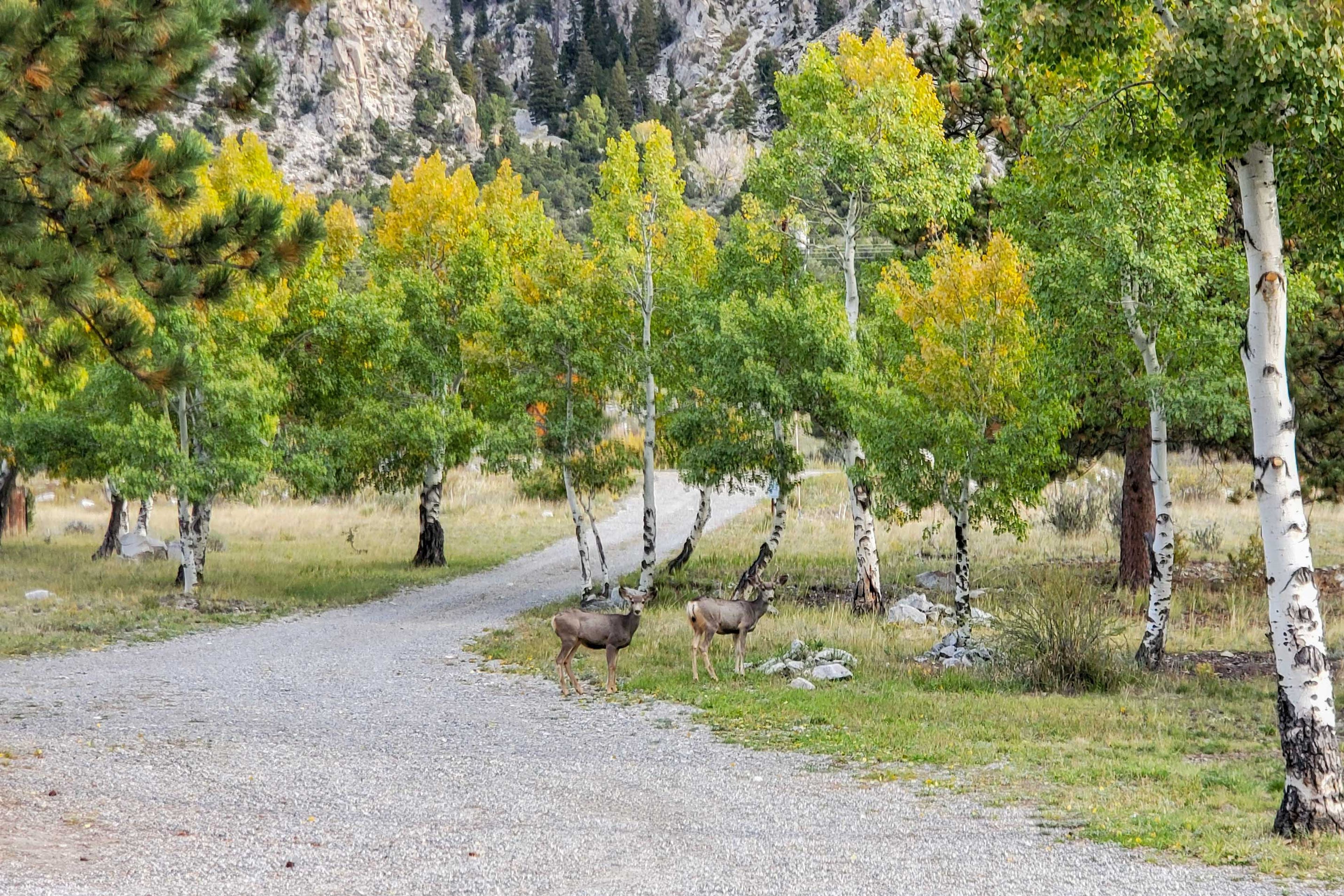 Wildlife Viewing