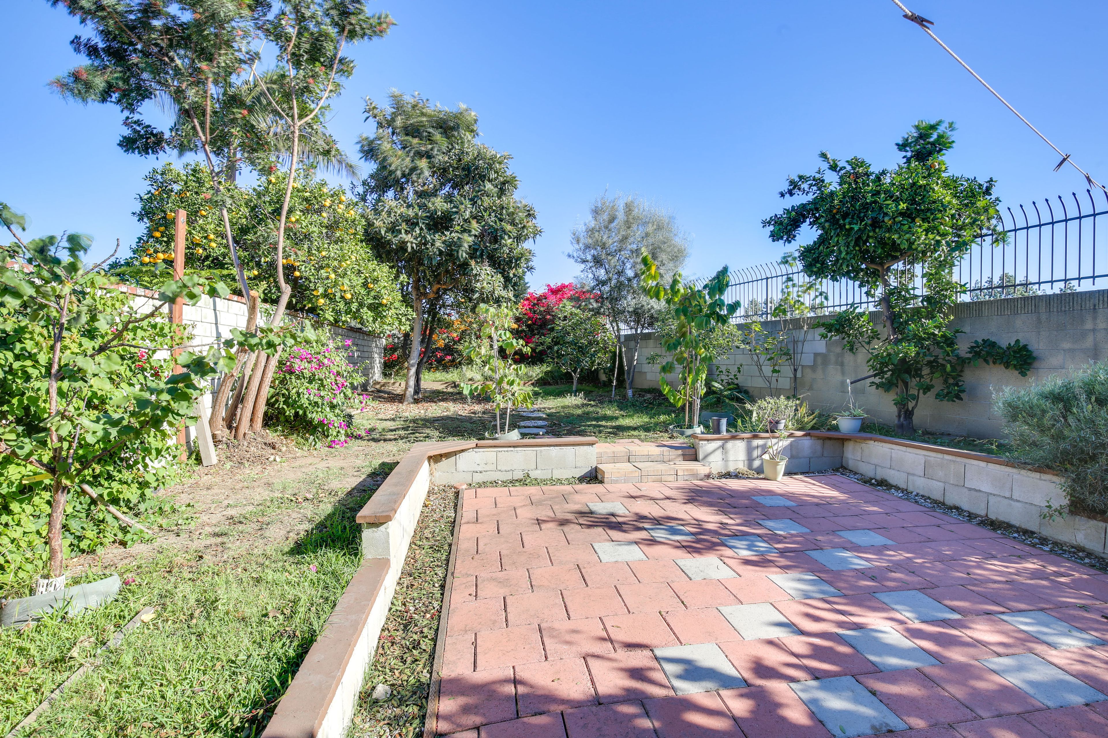 Fruit Trees