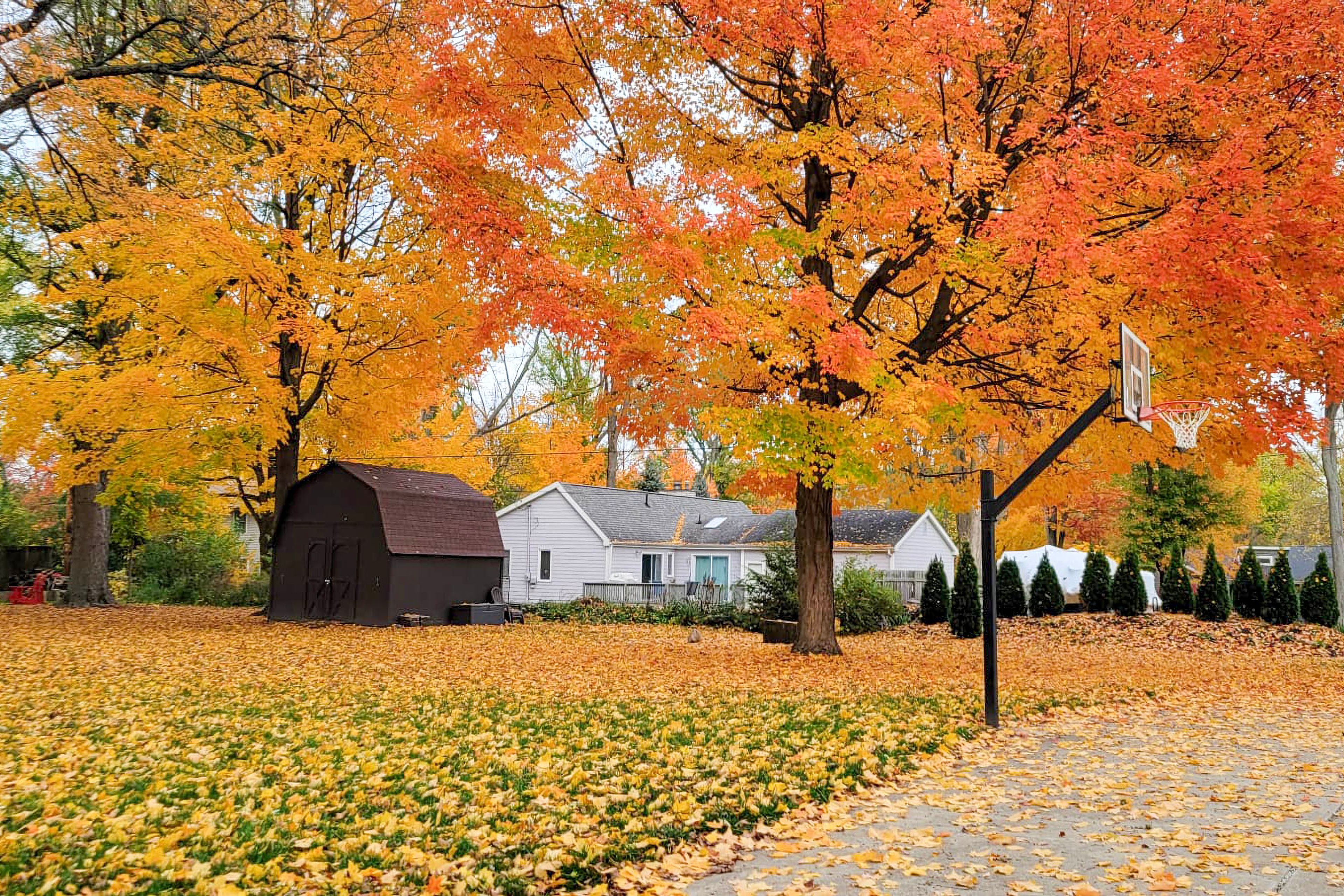 Basketball Hoop | Fall View