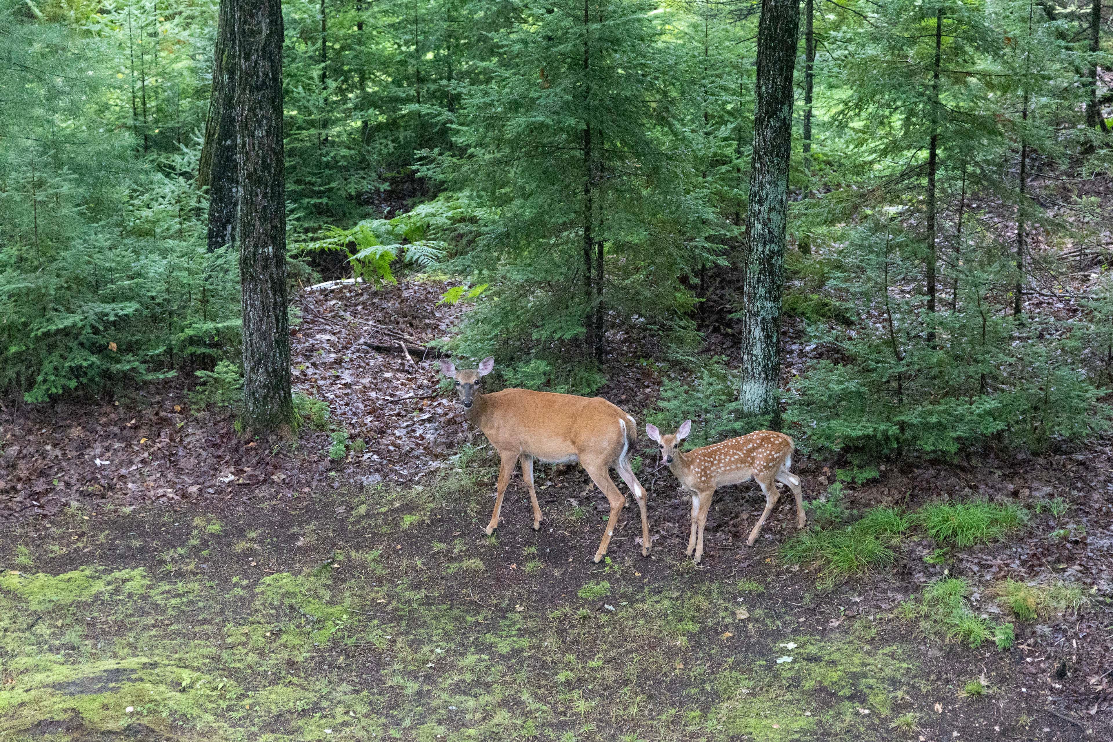 Image 31