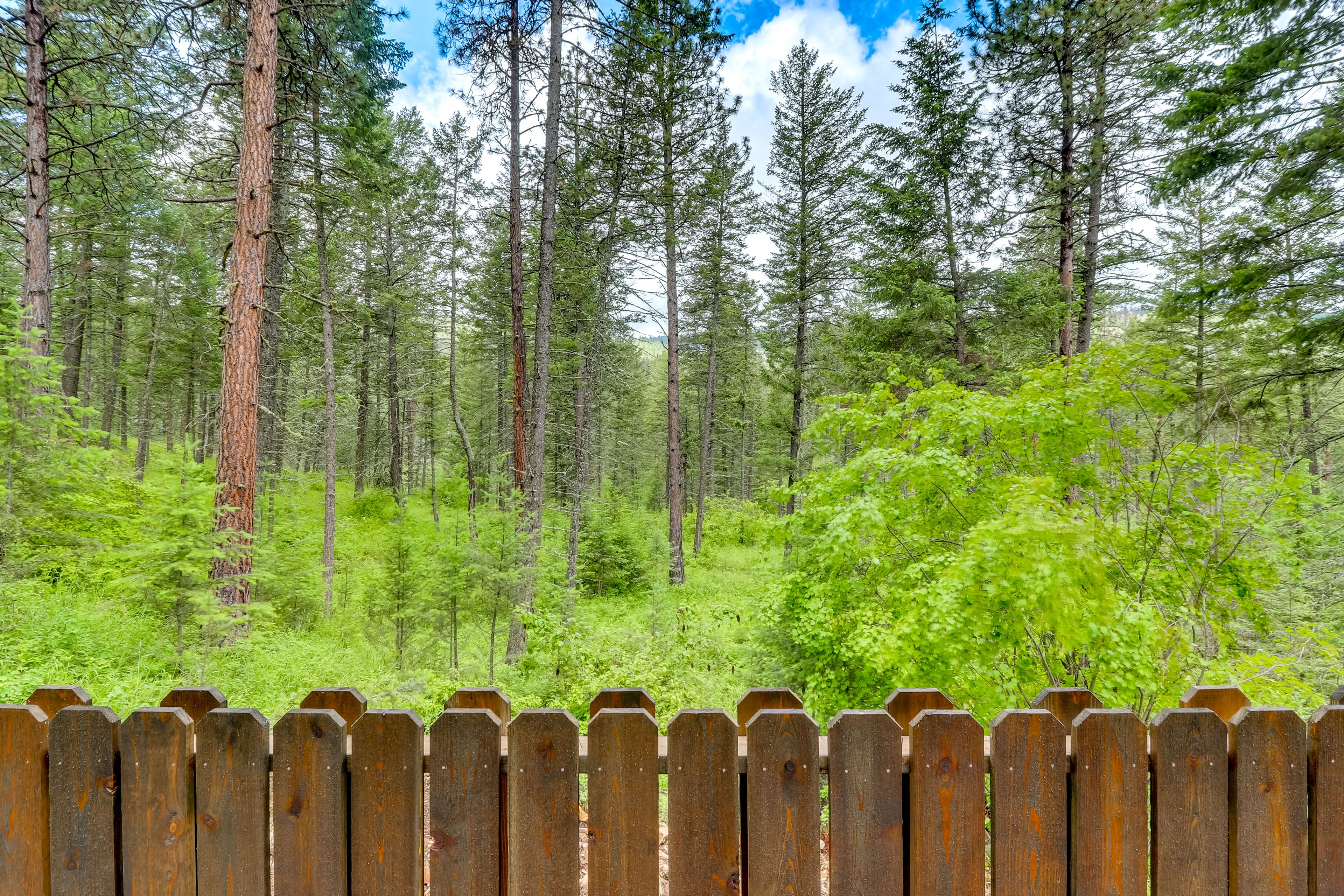 Forest Views