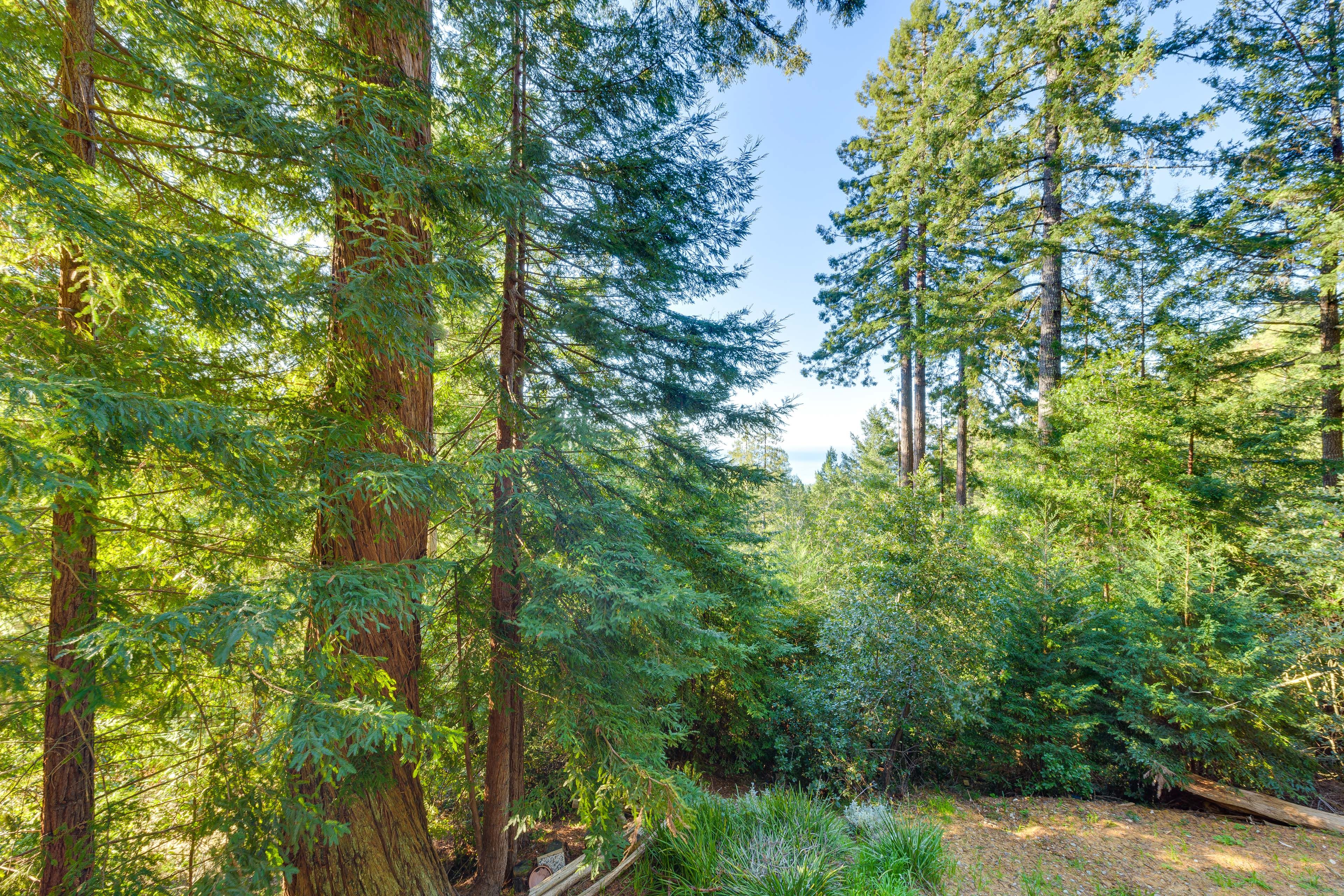Surrounding Forest