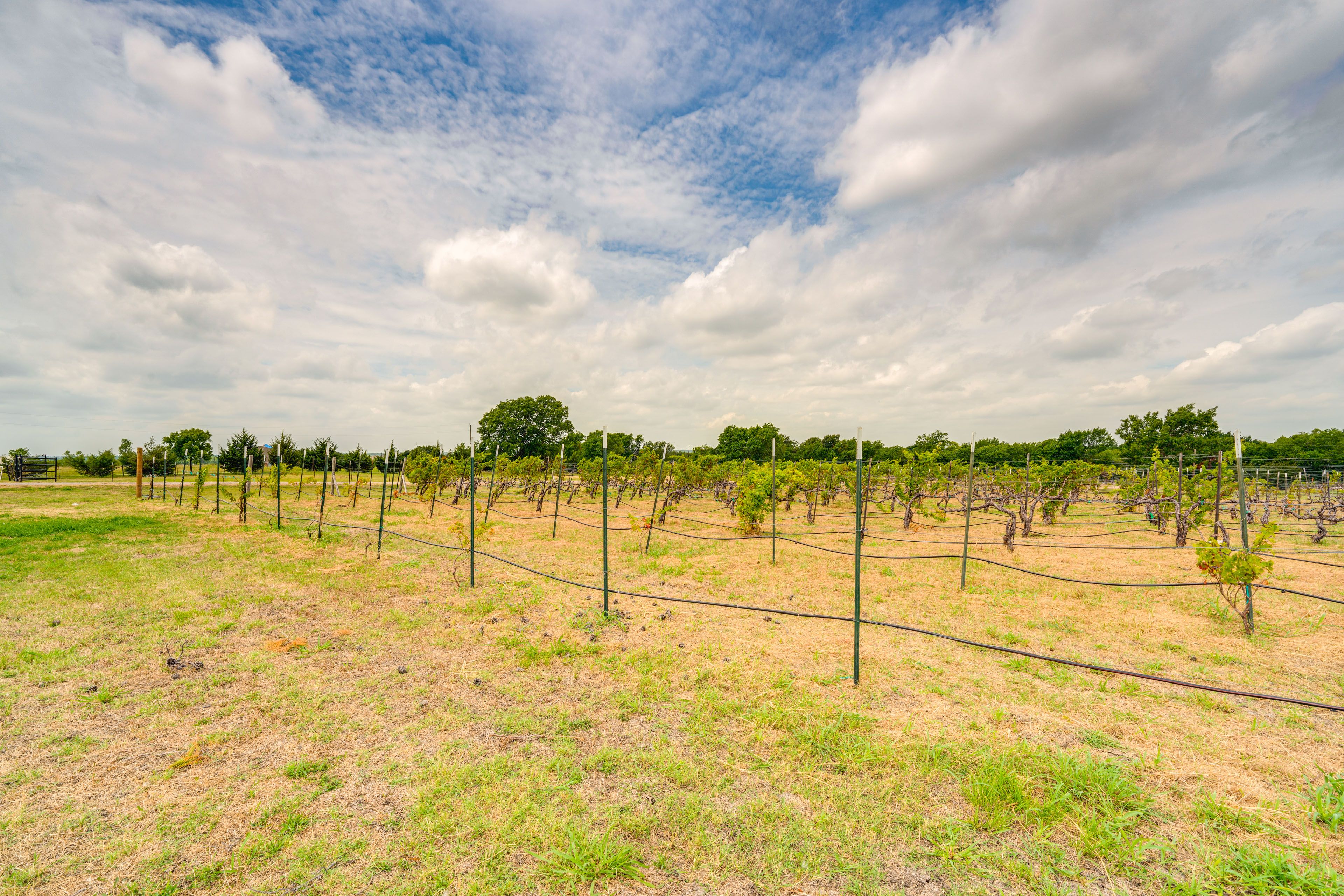Vineyard On-Site
