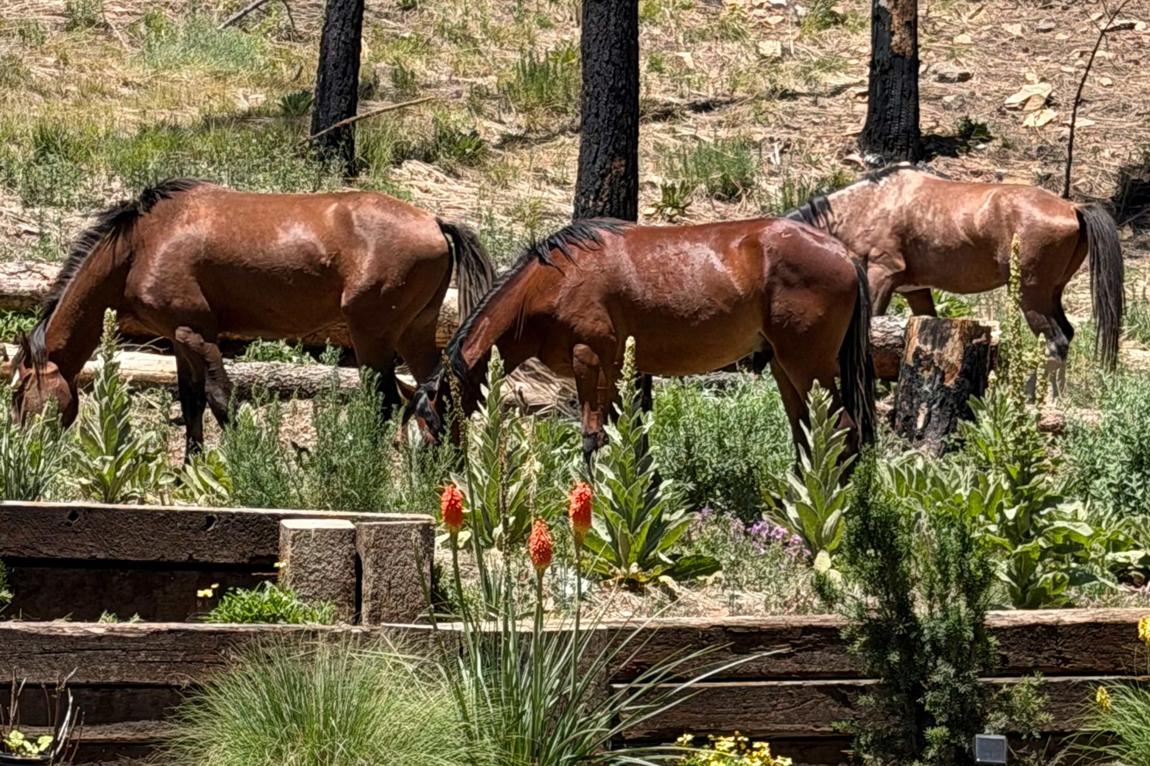 Horses