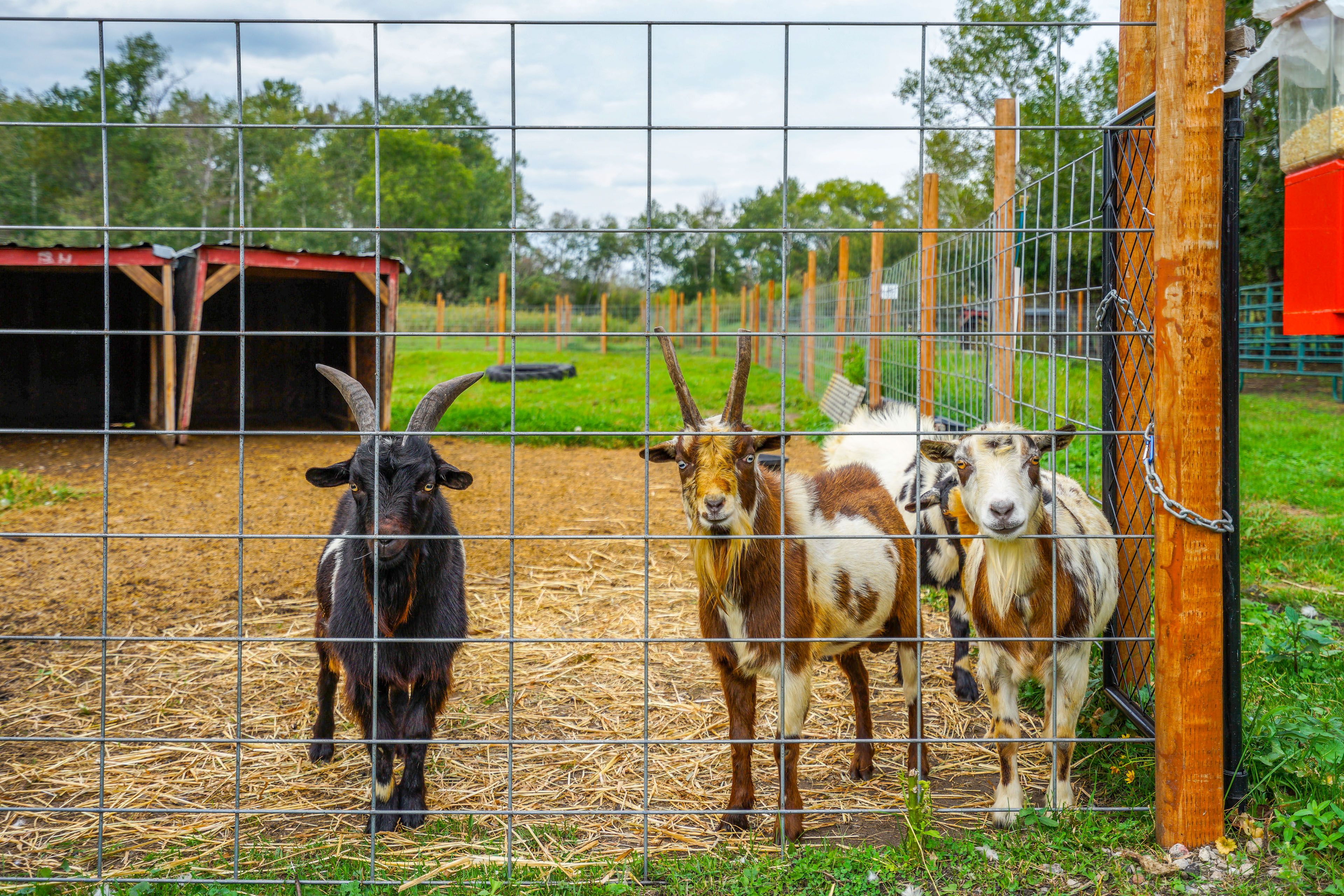 Barn | Farm Animals On-Site
