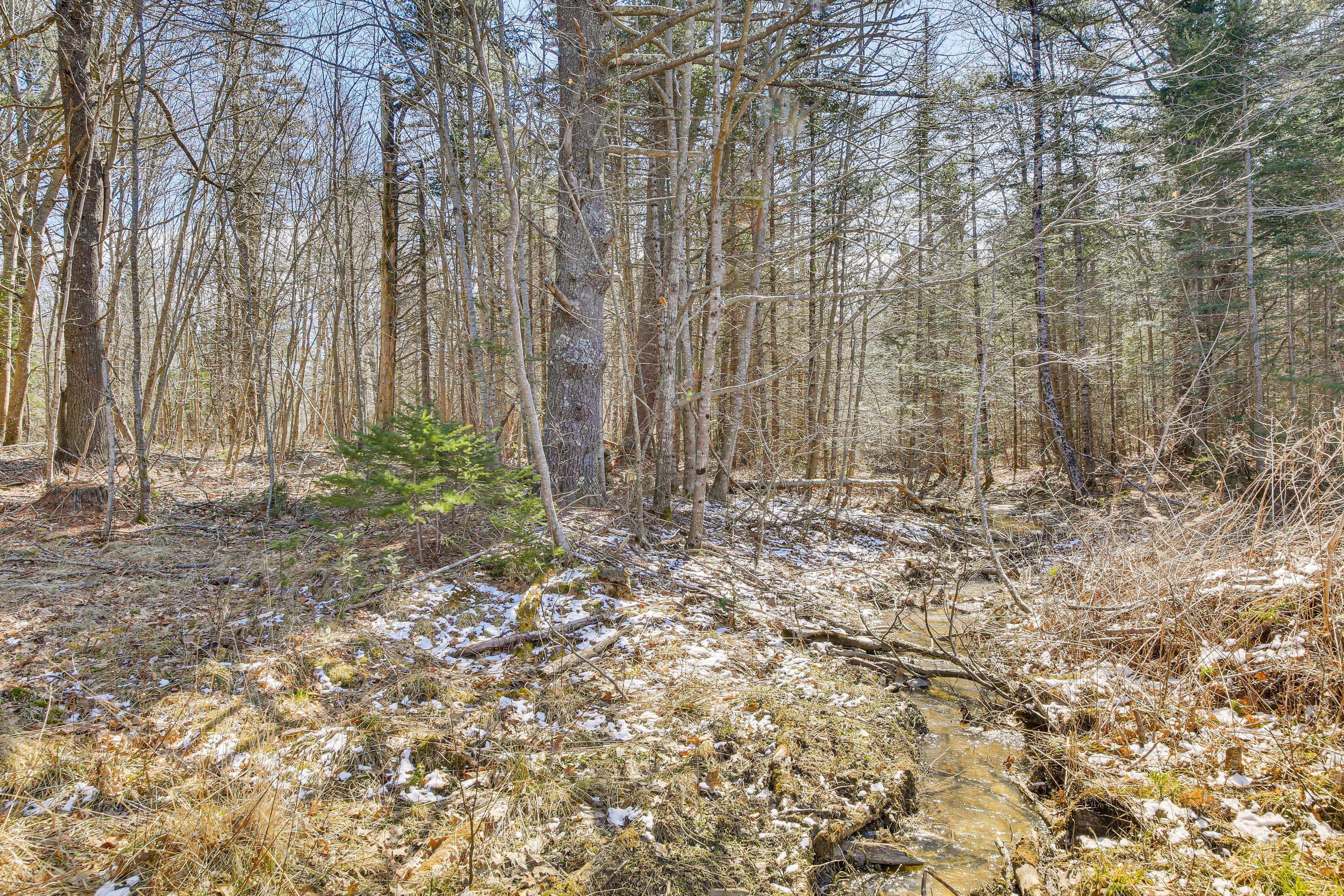 8 Acres of Wooded Land