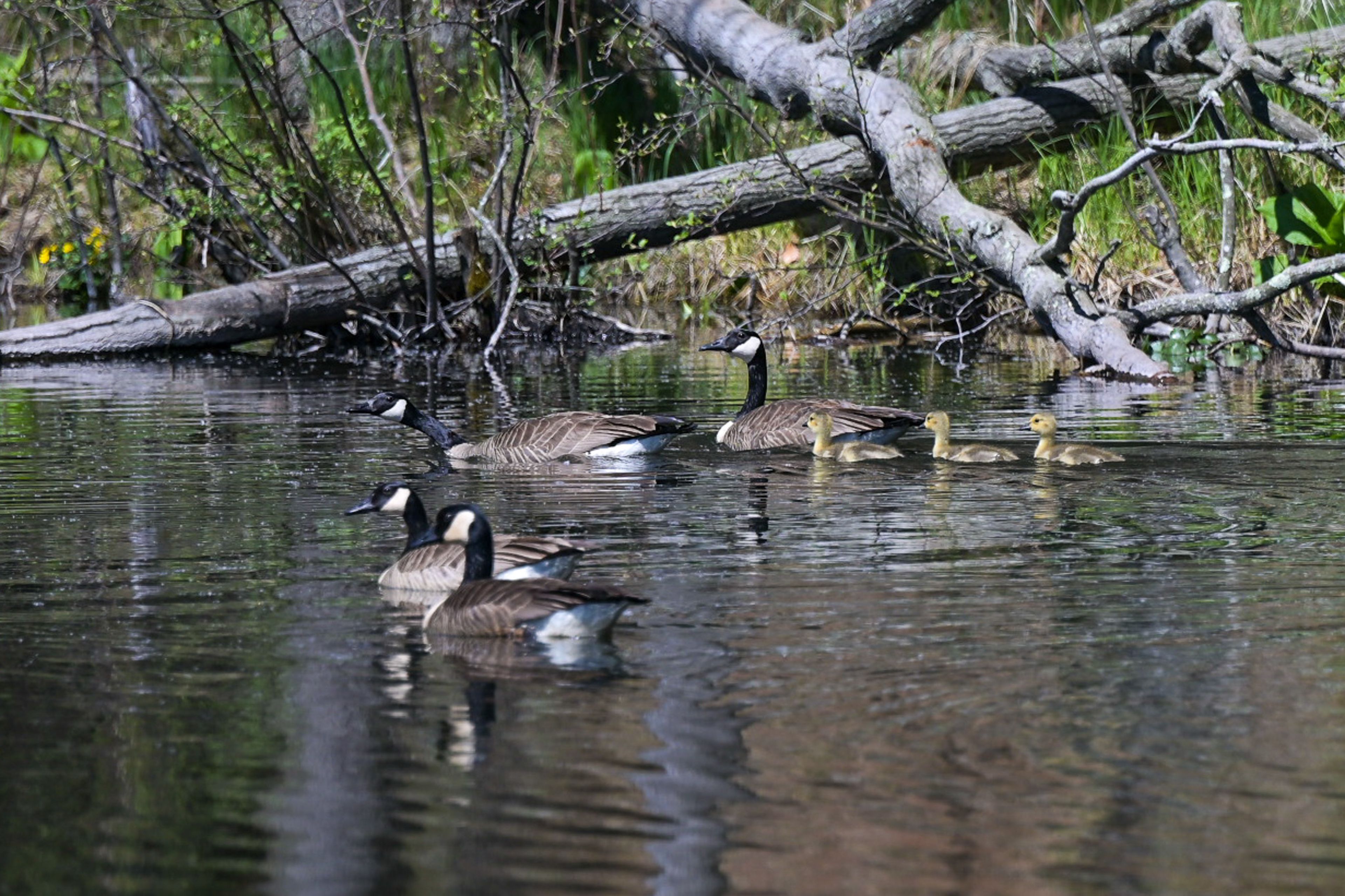 On-Site Wildlife Viewing