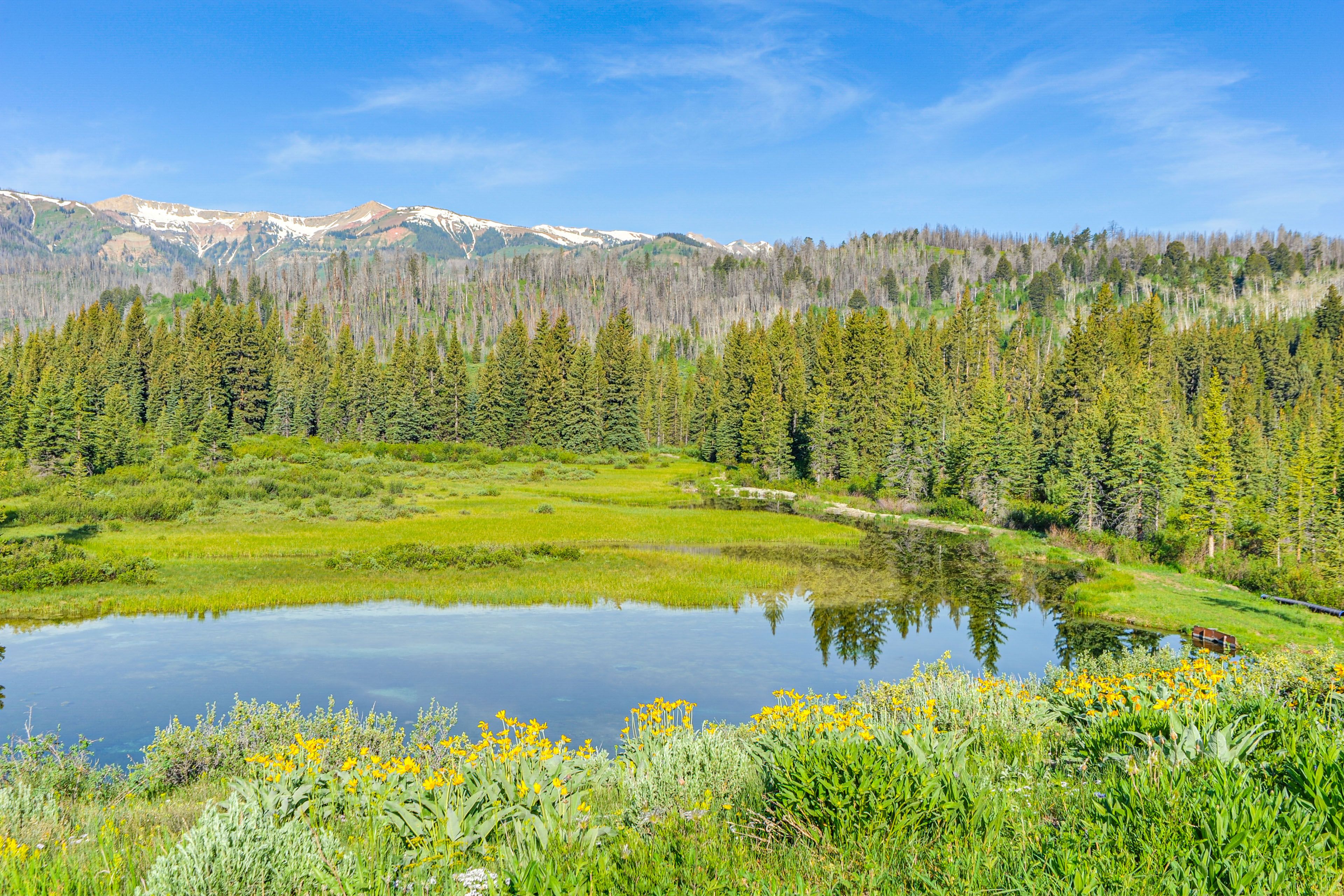 Landscape Views | National Forest Surroundings