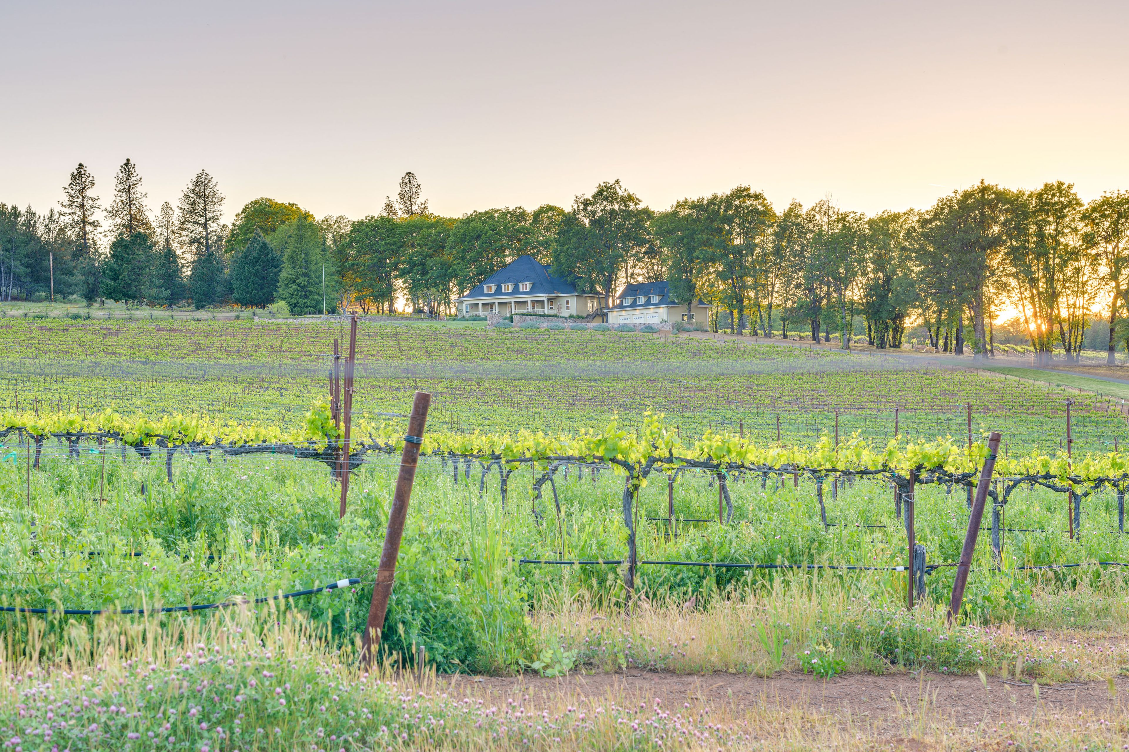 Vineyard Views