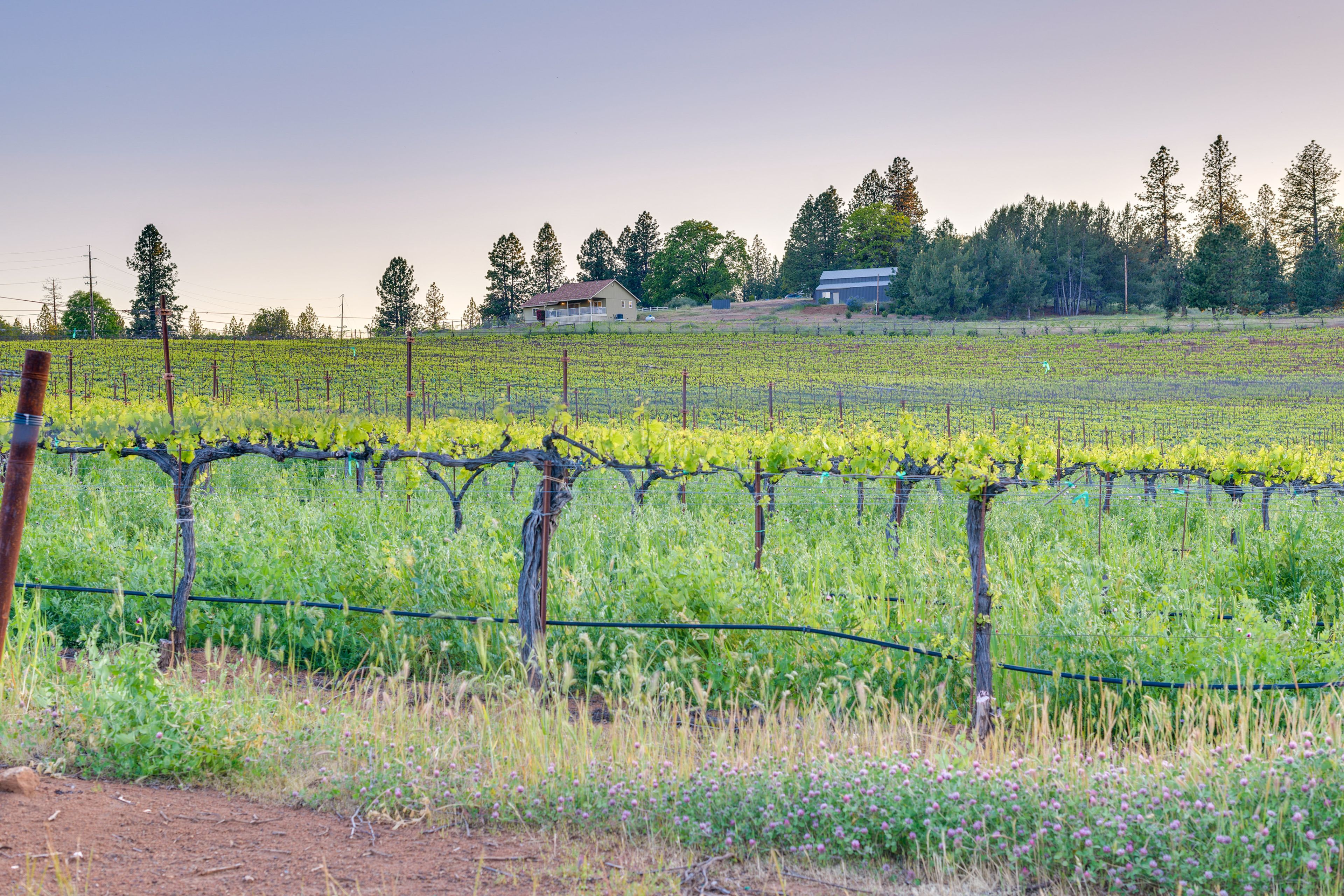 Vineyard Views