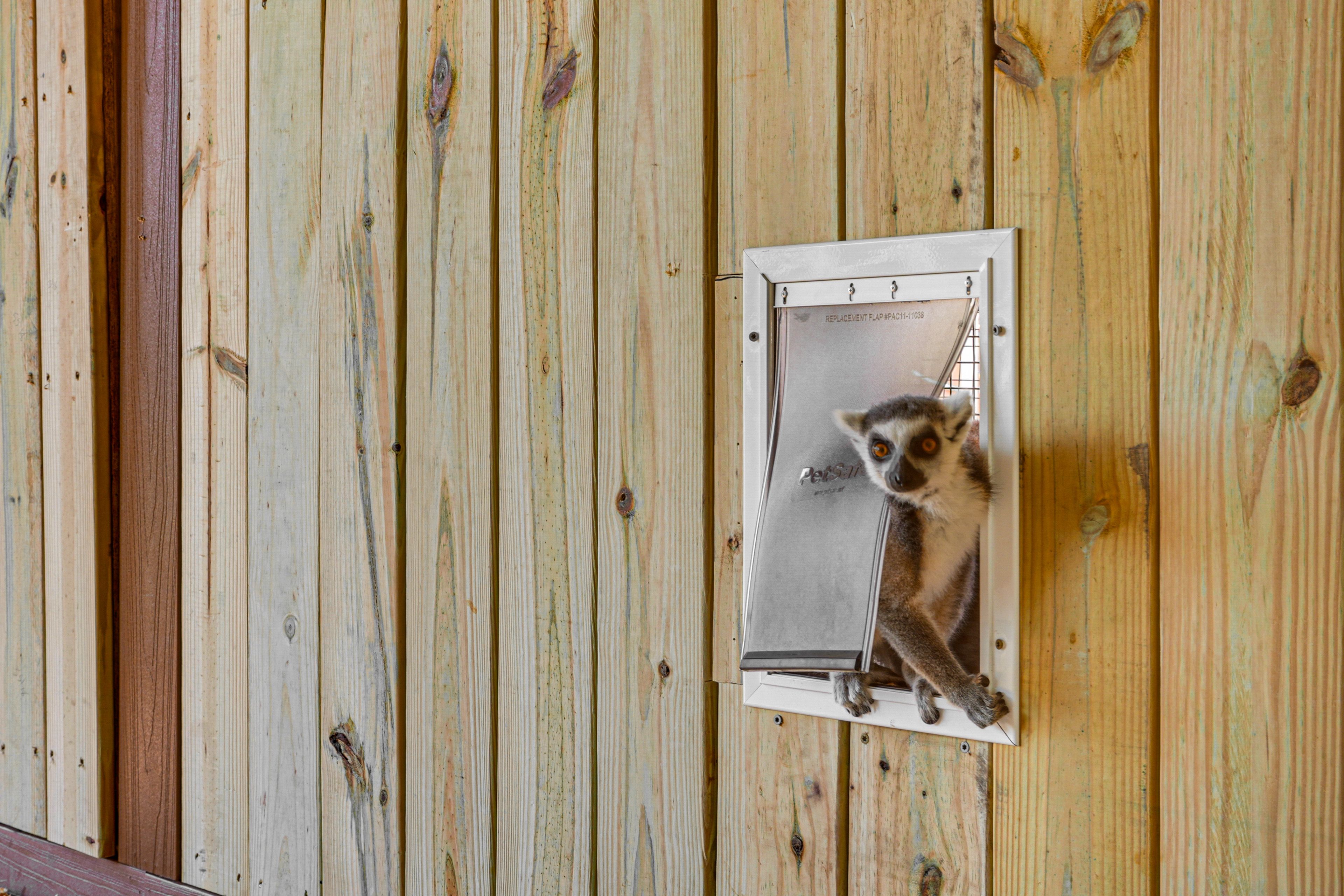 Lemur Viewing Area