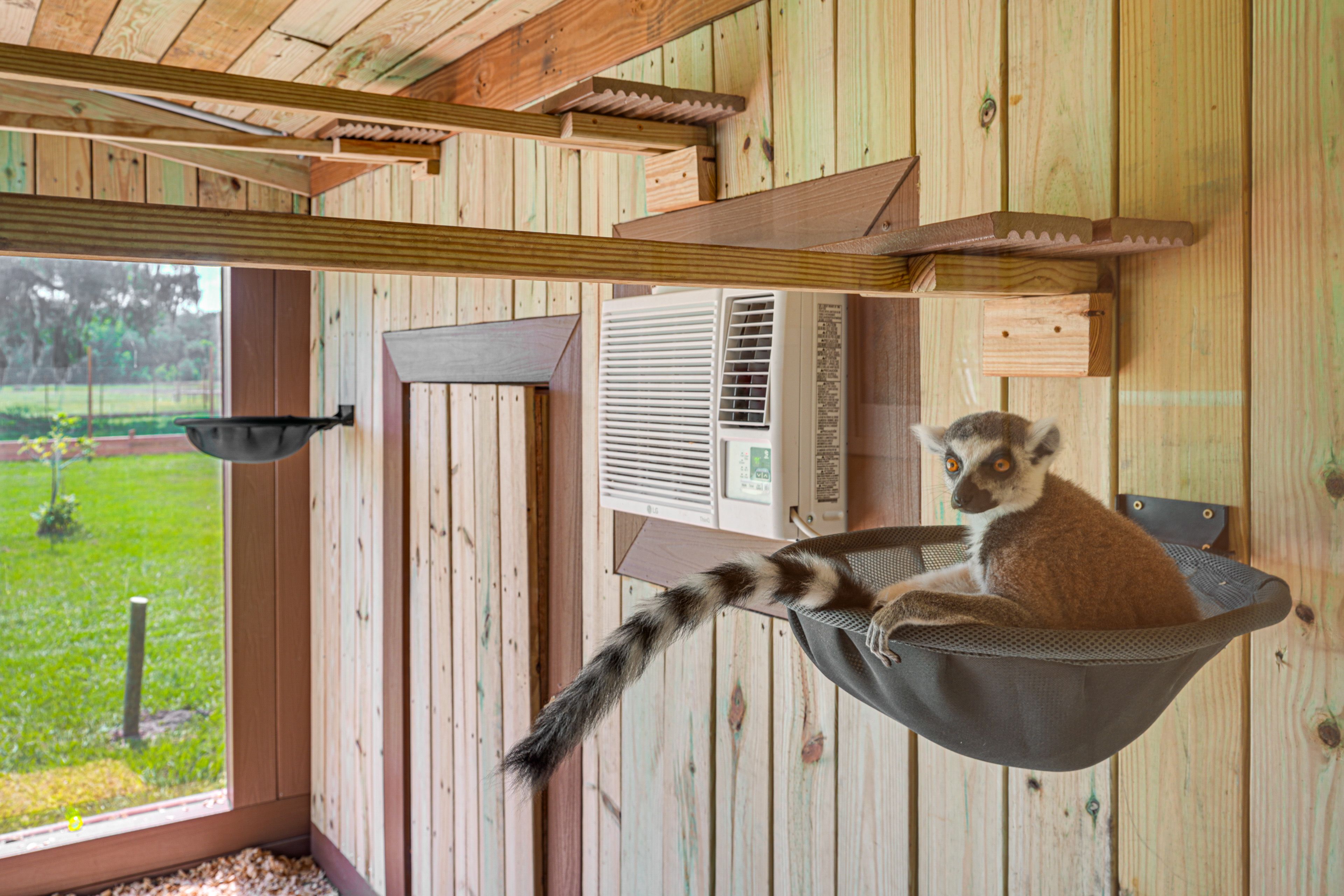 Lemur Viewing Area