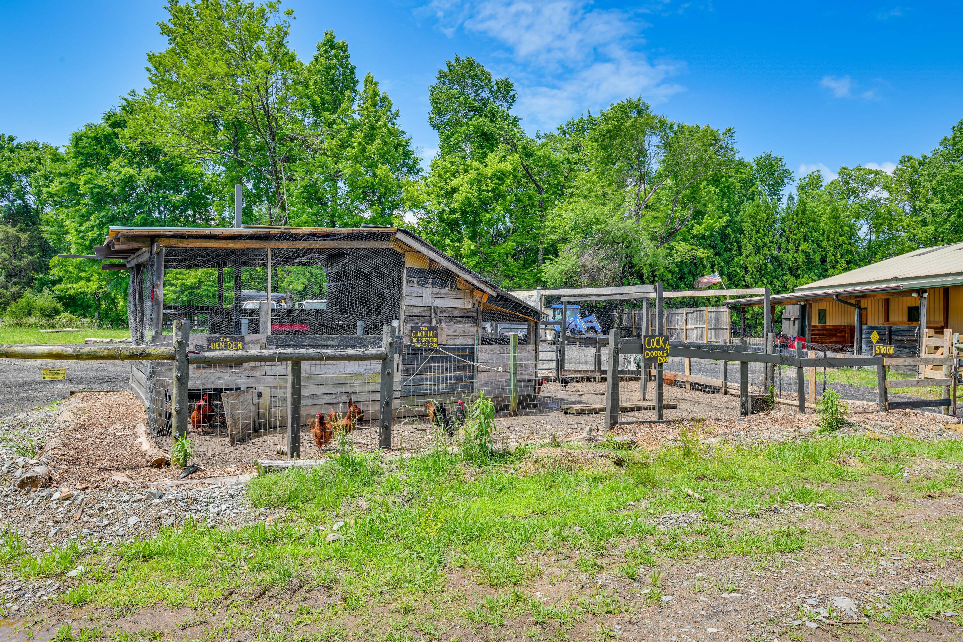 Farm Animals On-Site
