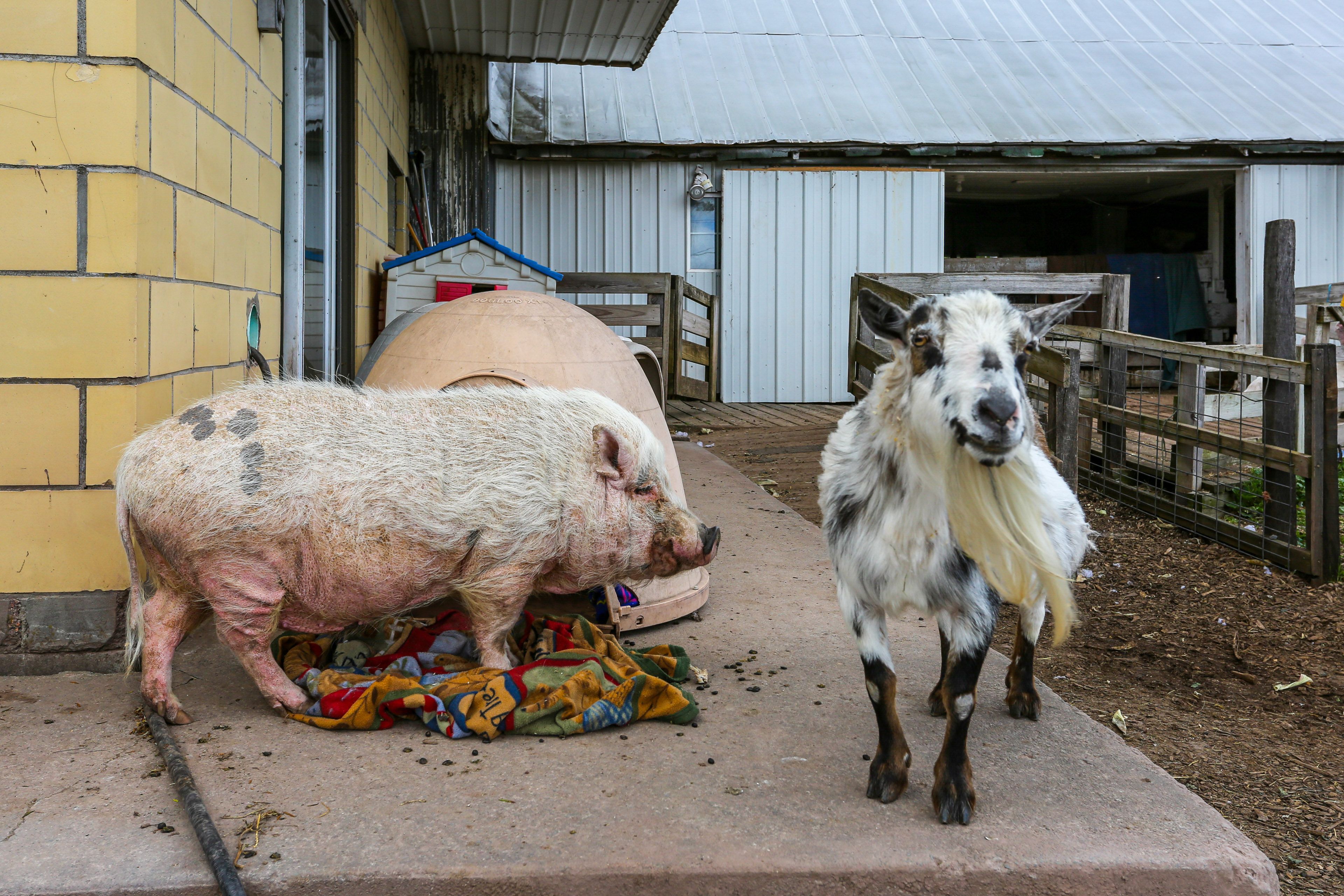 Animal Rescue On-Site