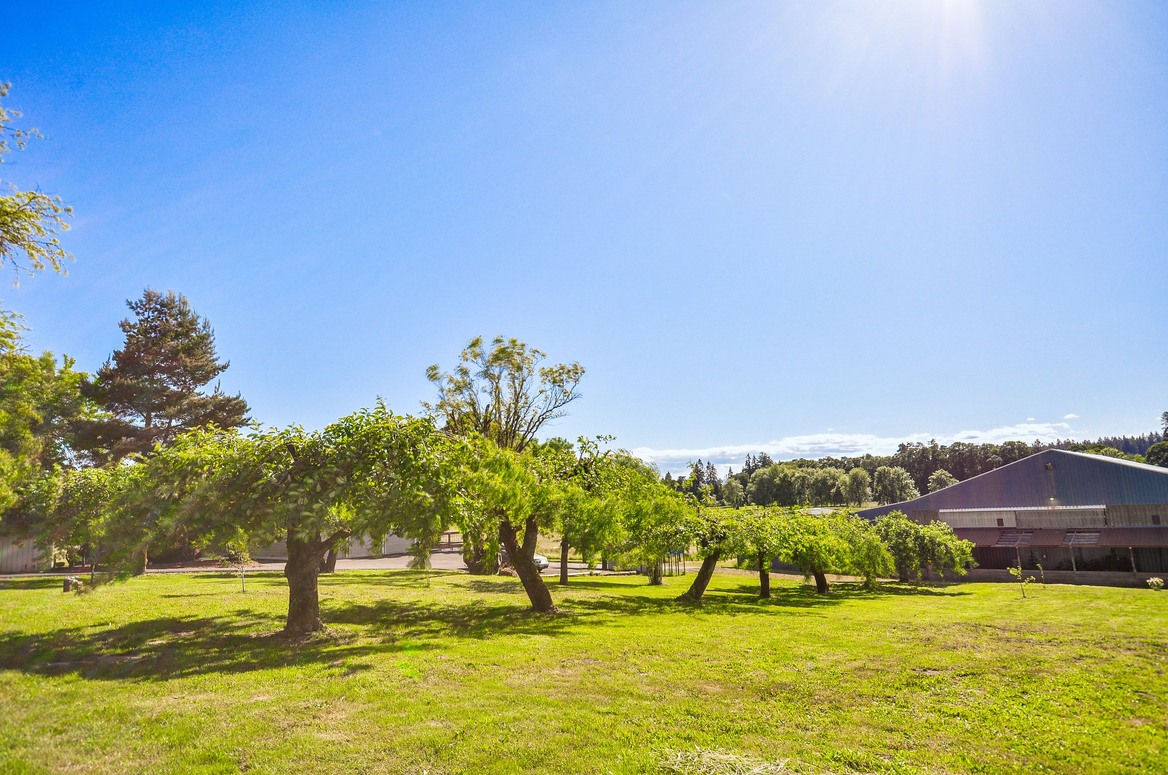 Orchard Views | Apple, Cherry, Fig, & Pear Trees