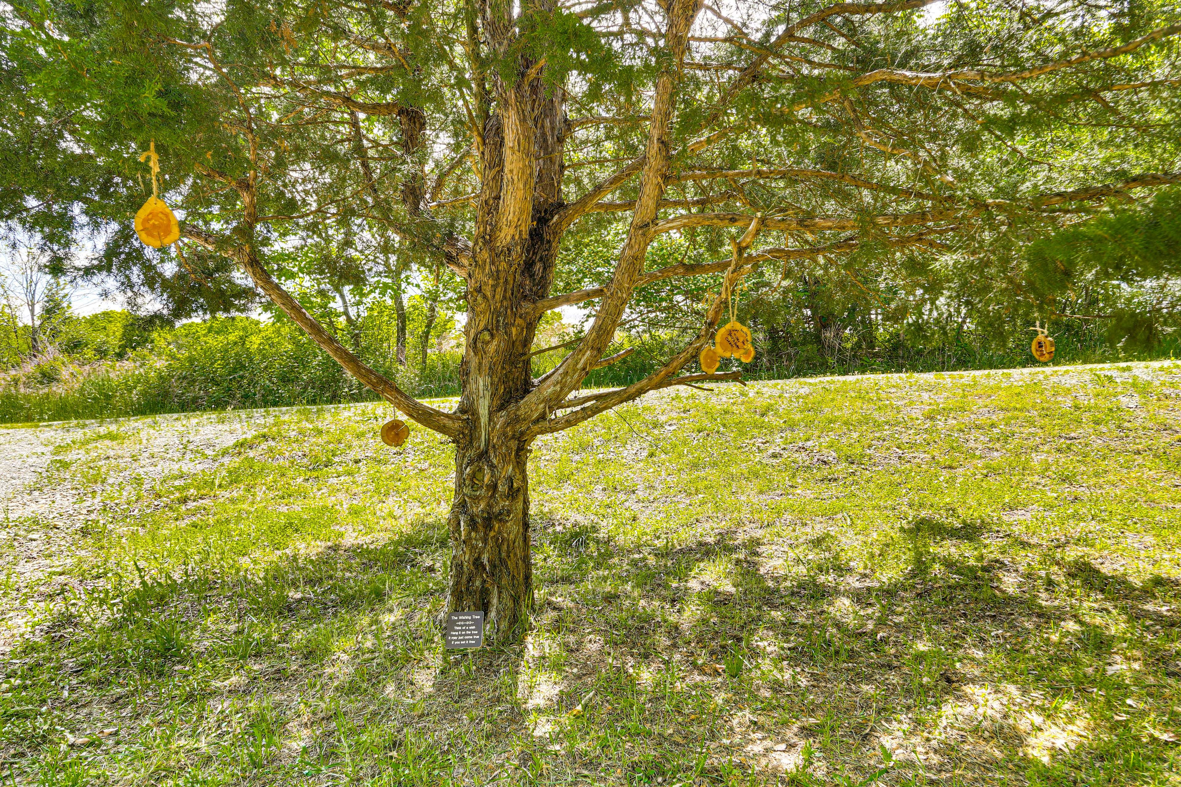Wishing Tree