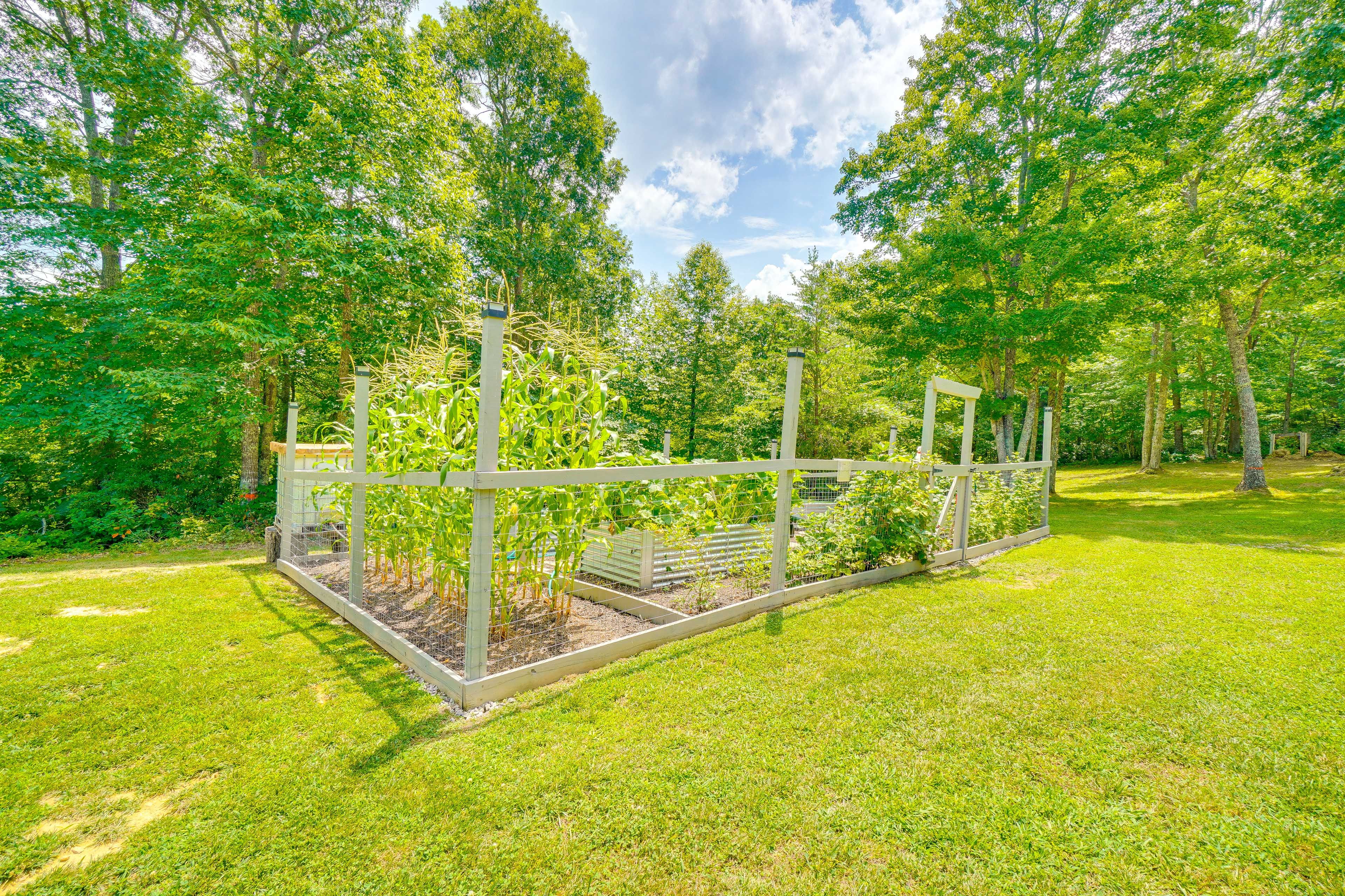 Backyard | Vegetable Garden