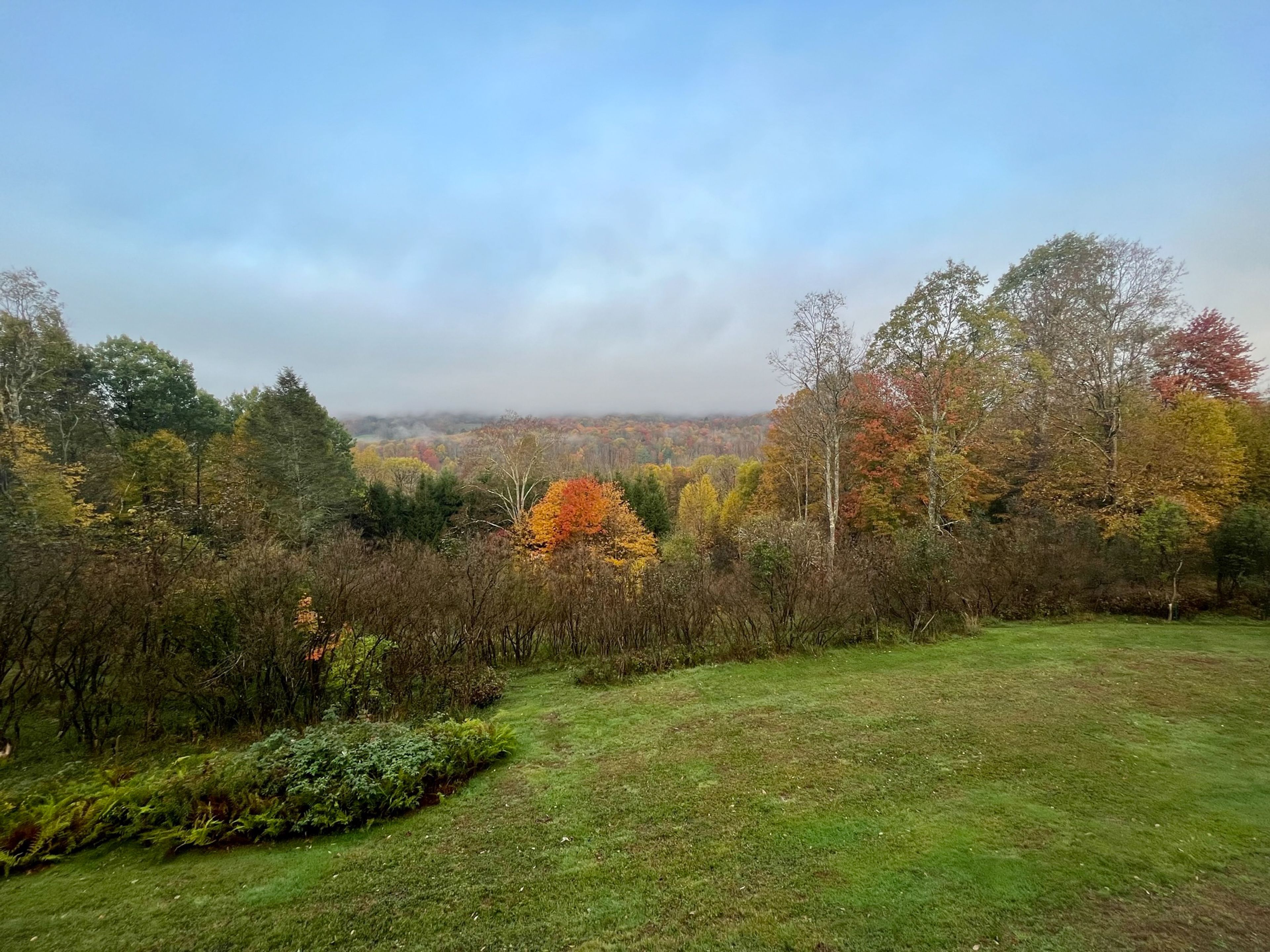 Yard in Fall